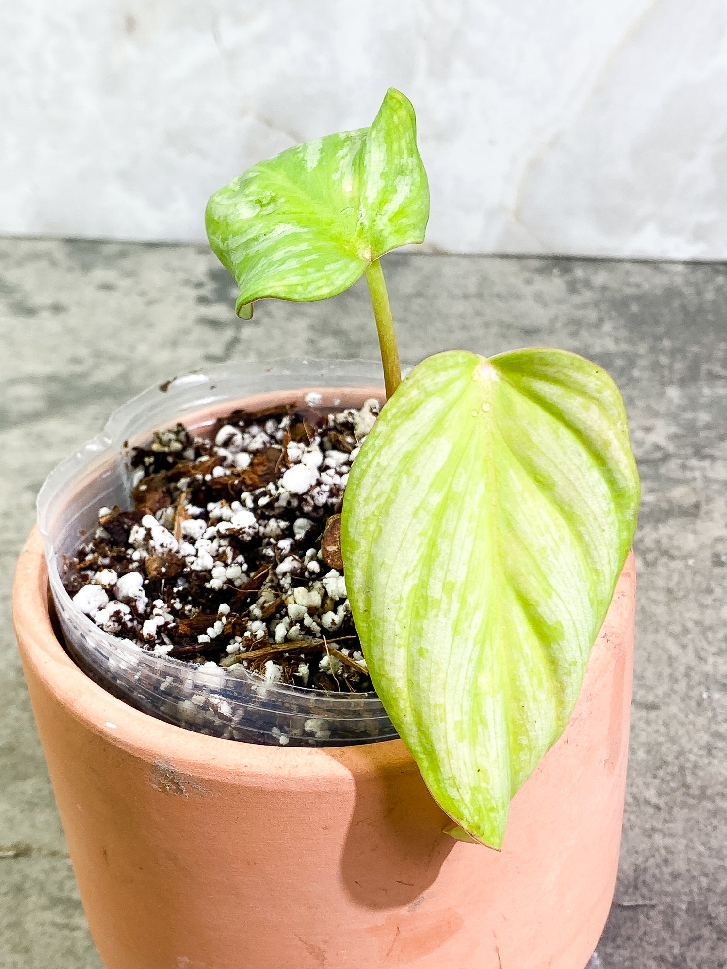Philodendron Mamei Silver Cloud 2 leaves Rooted