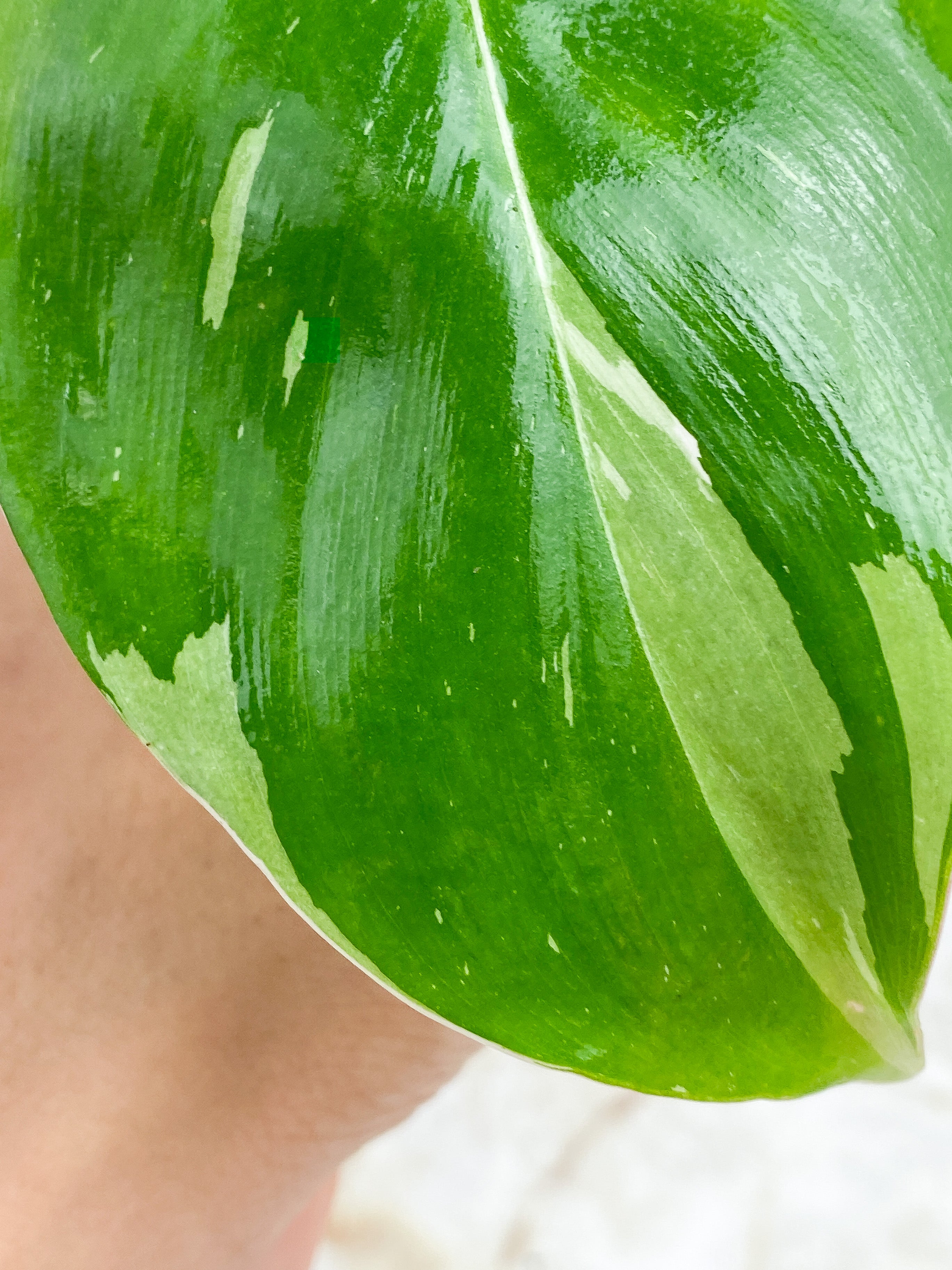 Philodendron White Princess Slightly rooted