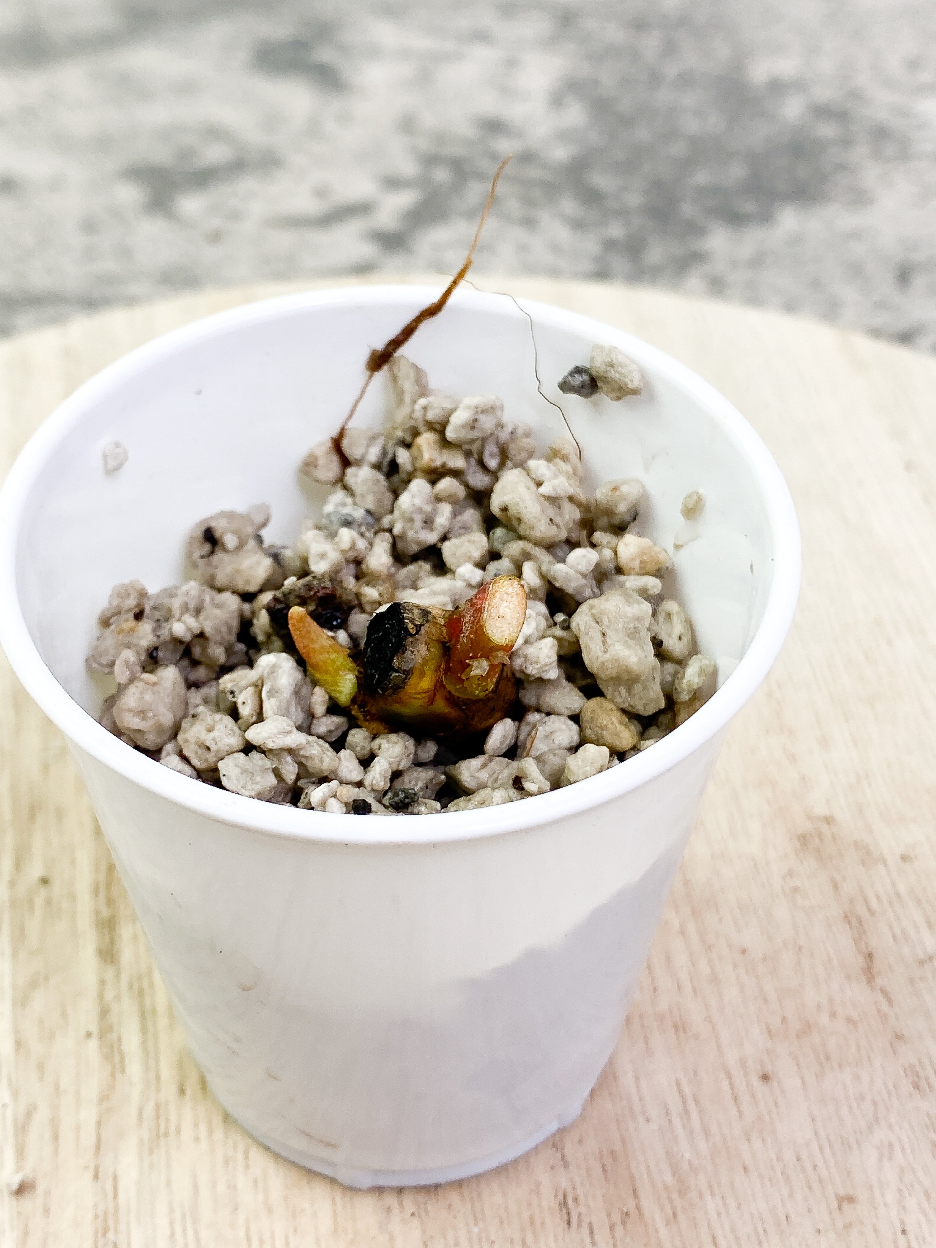 Philodendron florida beauty unroooted sprout