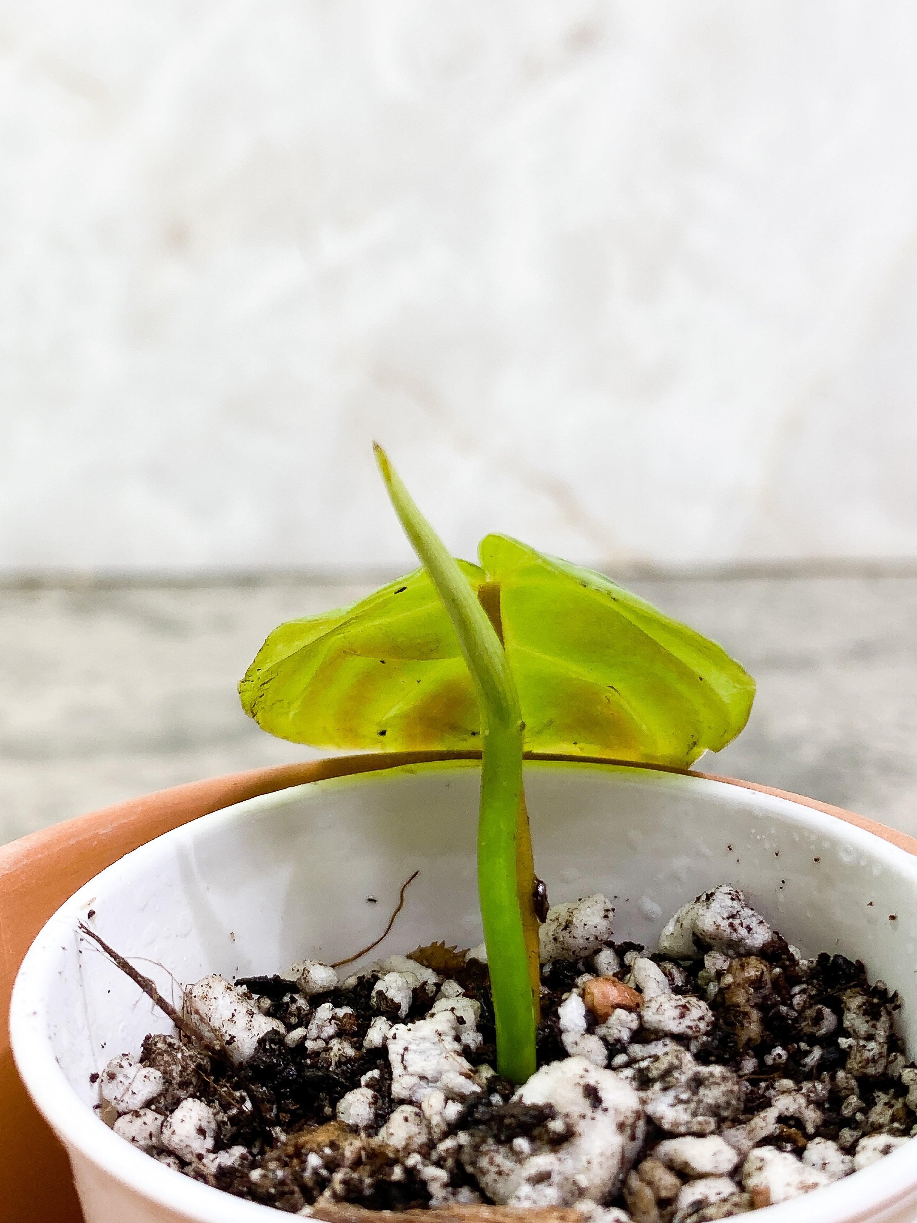 Philodendron Verrucosum Tambillo slightly rooted 1 leaf 1 sprout