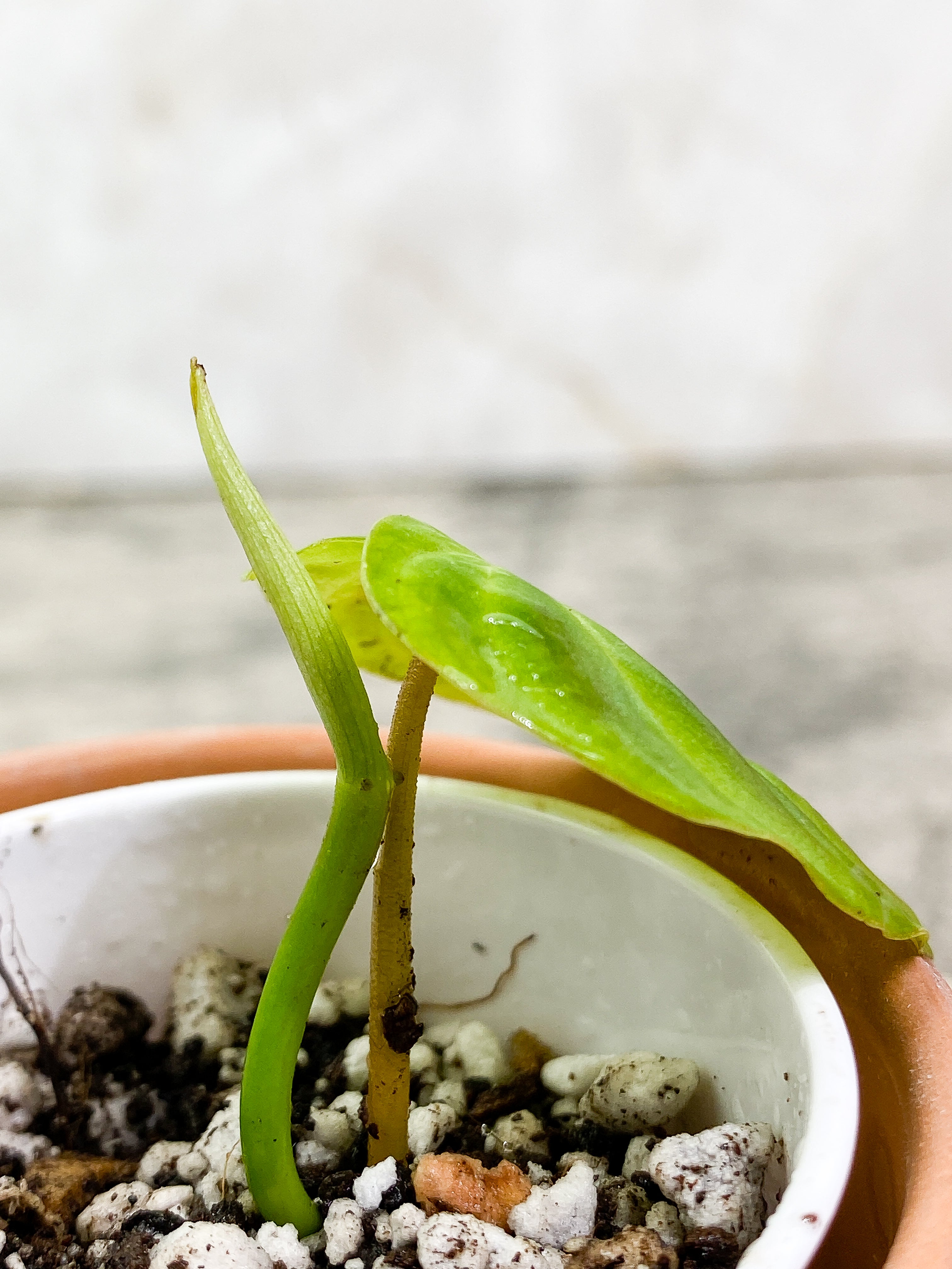 Philodendron Verrucosum Tambillo slightly rooted 1 leaf 1 sprout