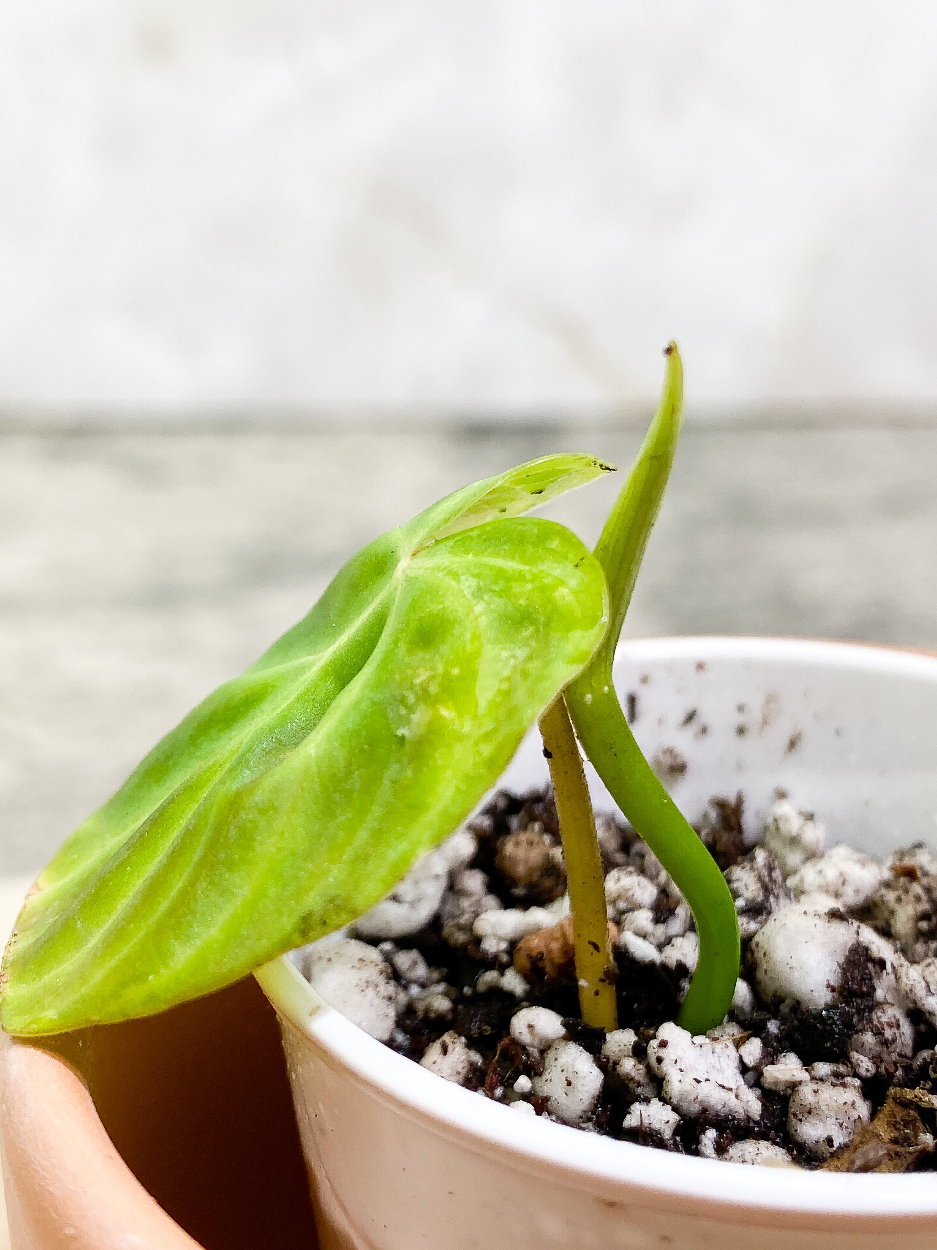 Philodendron Verrucosum Tambillo slightly rooted 1 leaf 1 sprout