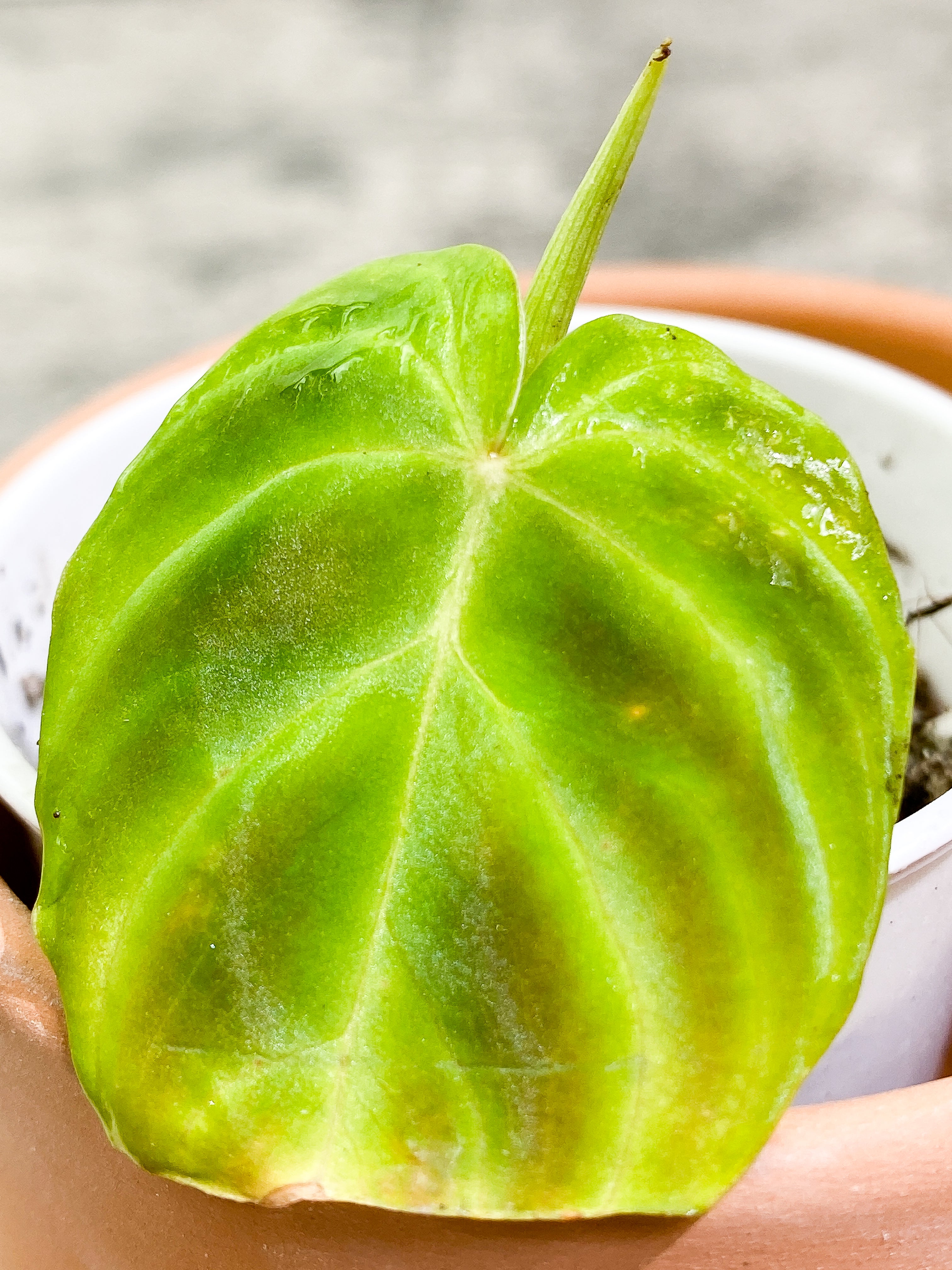 Philodendron Verrucosum Tambillo slightly rooted 1 leaf 1 sprout