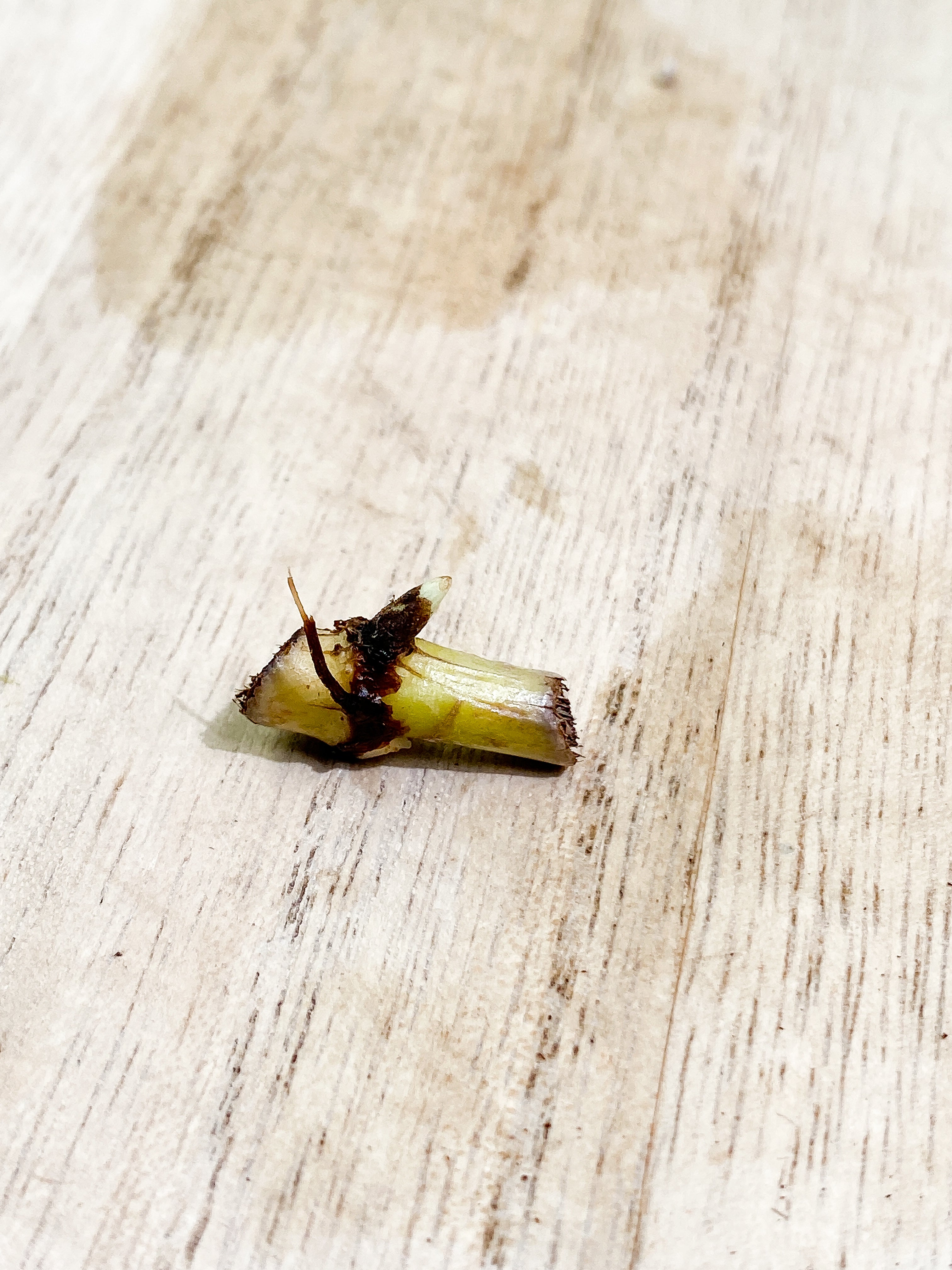 Philodendron Verrucosum glow unrooted node 1 bud