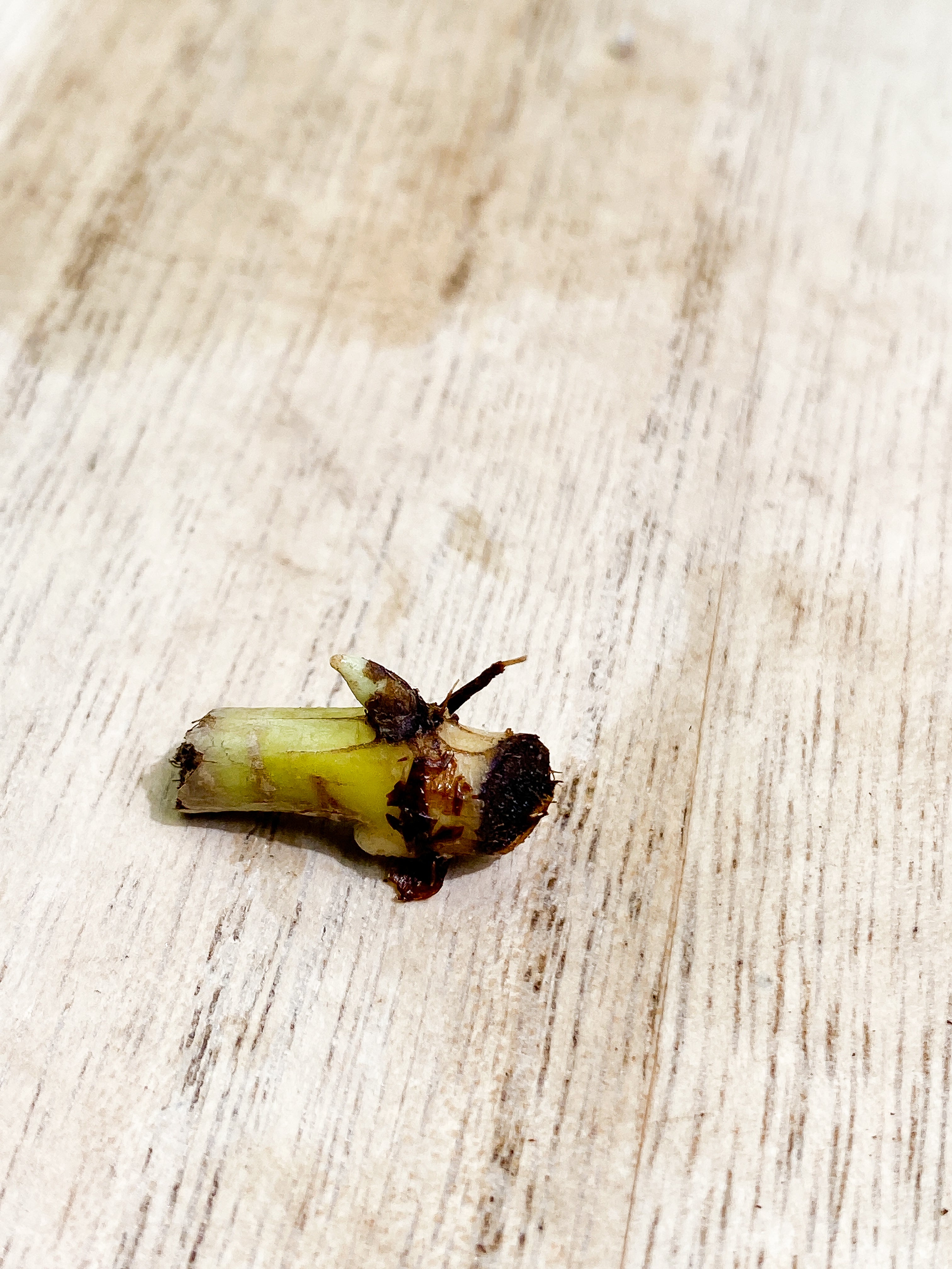 Philodendron Verrucosum glow unrooted node 1 bud