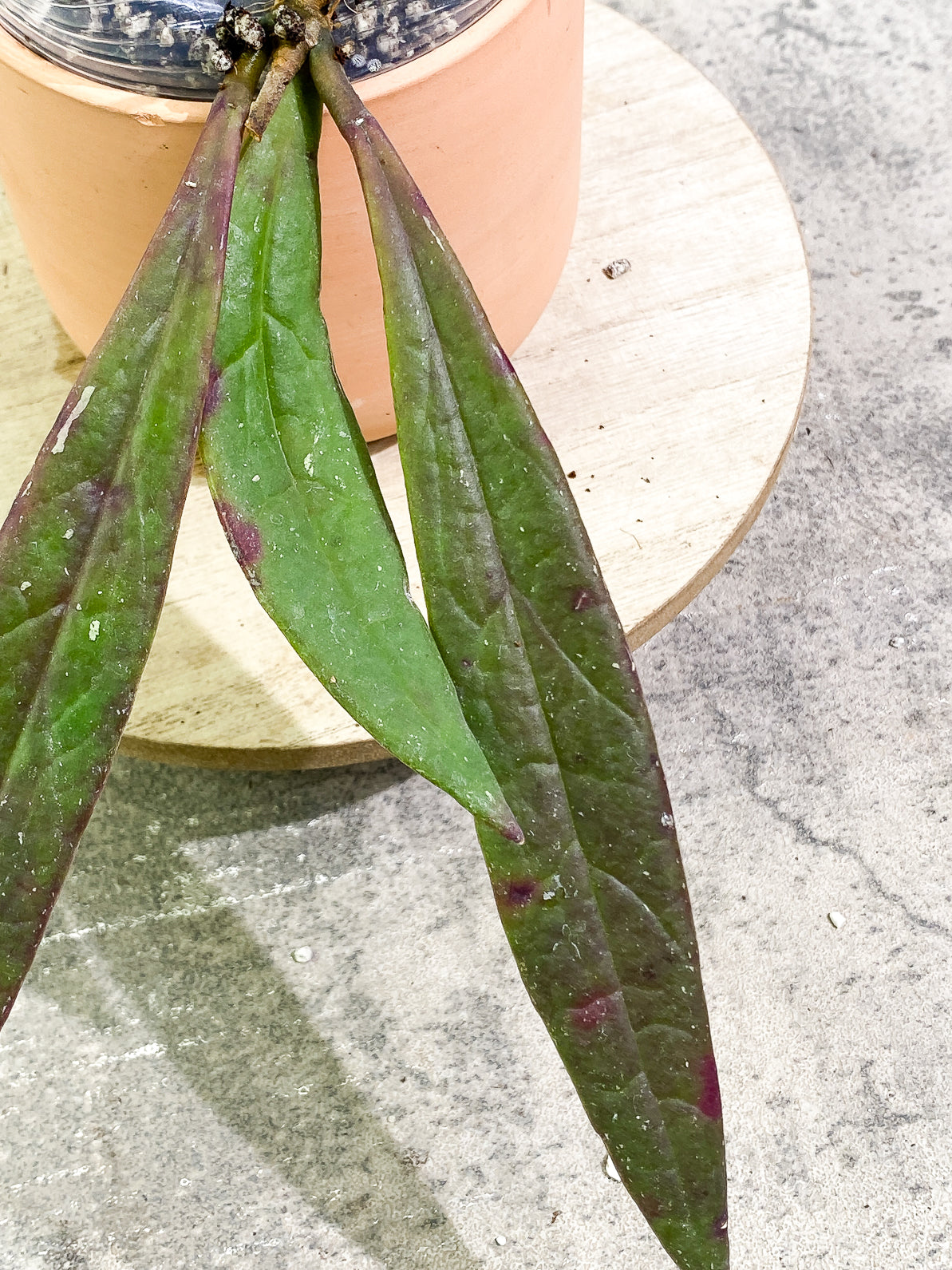 Hoya Sulawesiana 3 leaves rooted