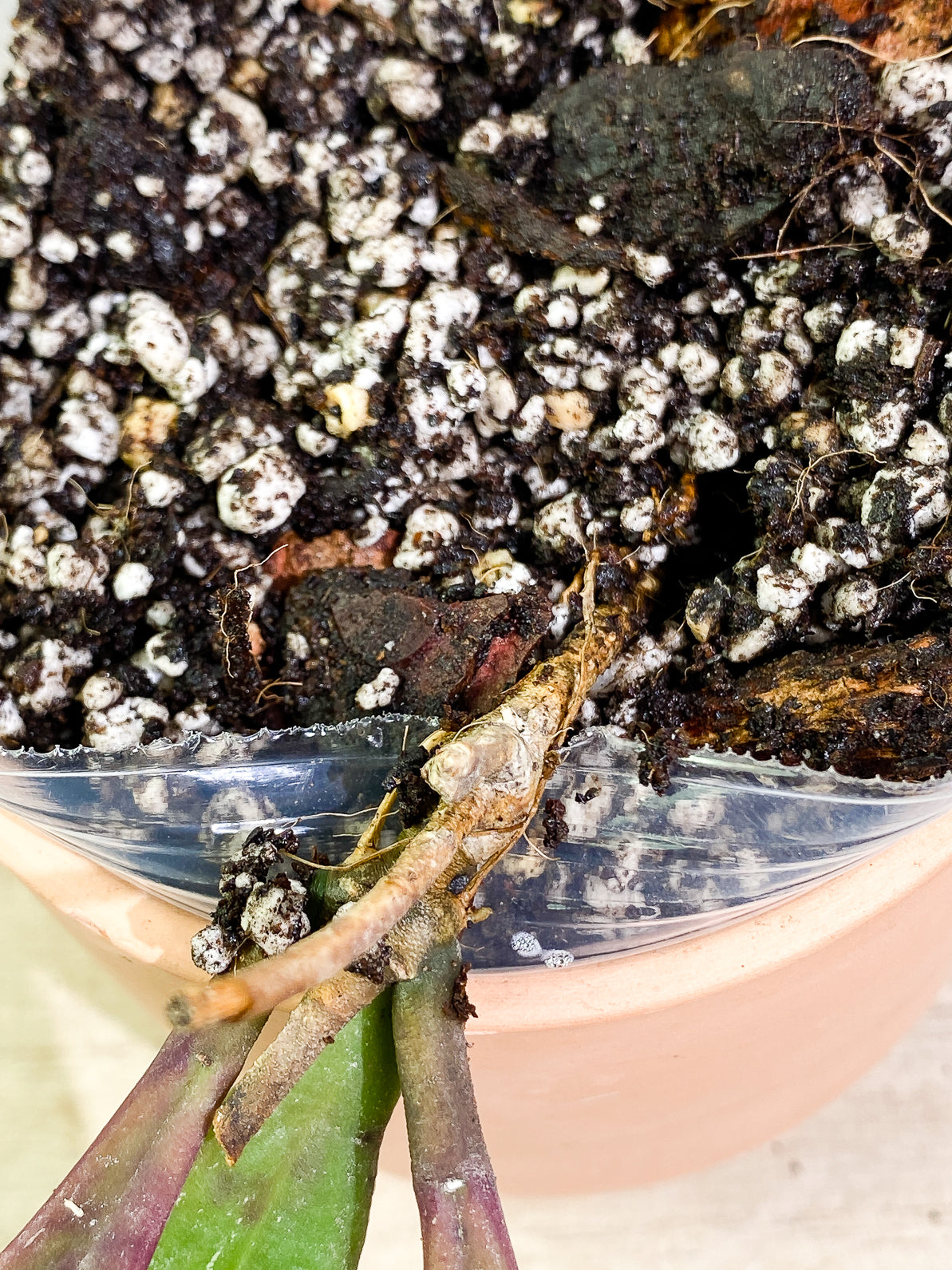 Hoya Sulawesiana 3 leaves rooted