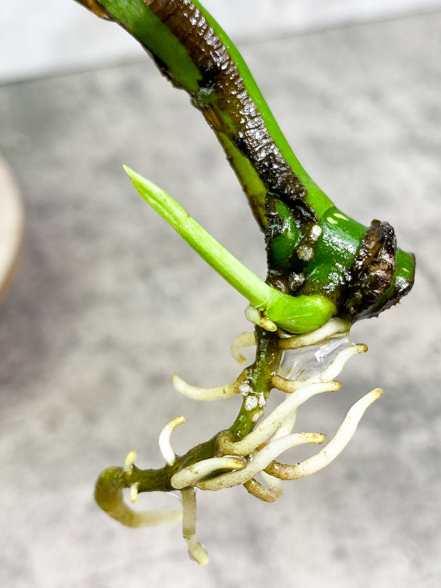 Monstera Thai Constellation 2 sprouts Slightly Rooted node