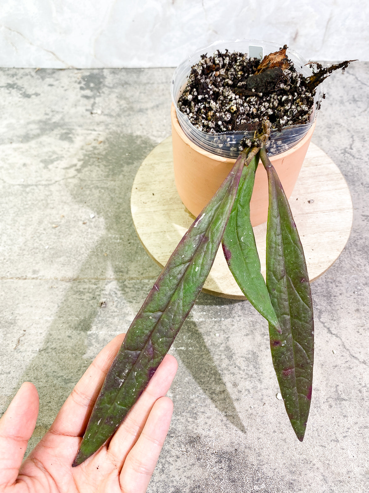 Hoya Sulawesiana 3 leaves rooted