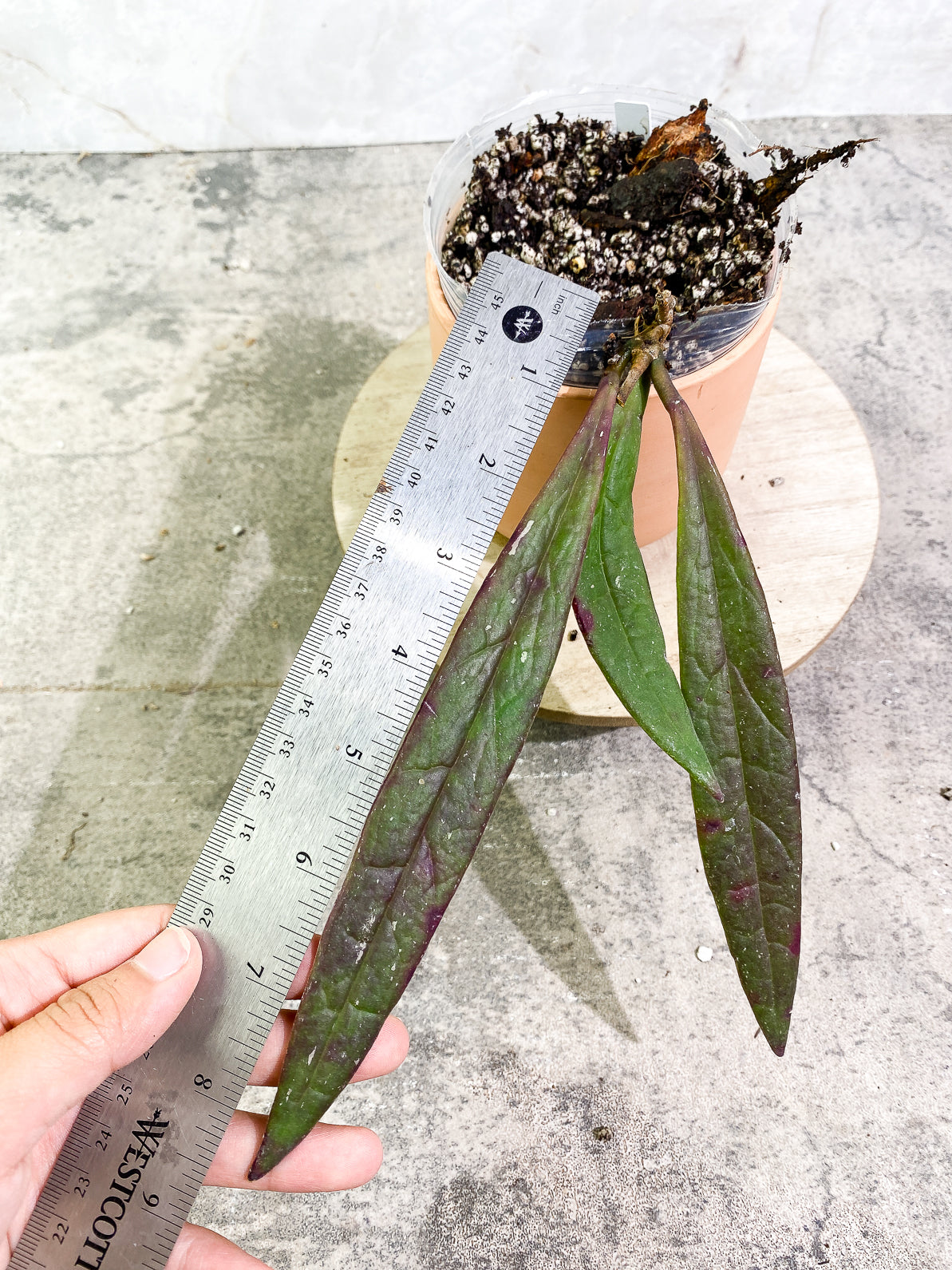 Hoya Sulawesiana 3 leaves rooted