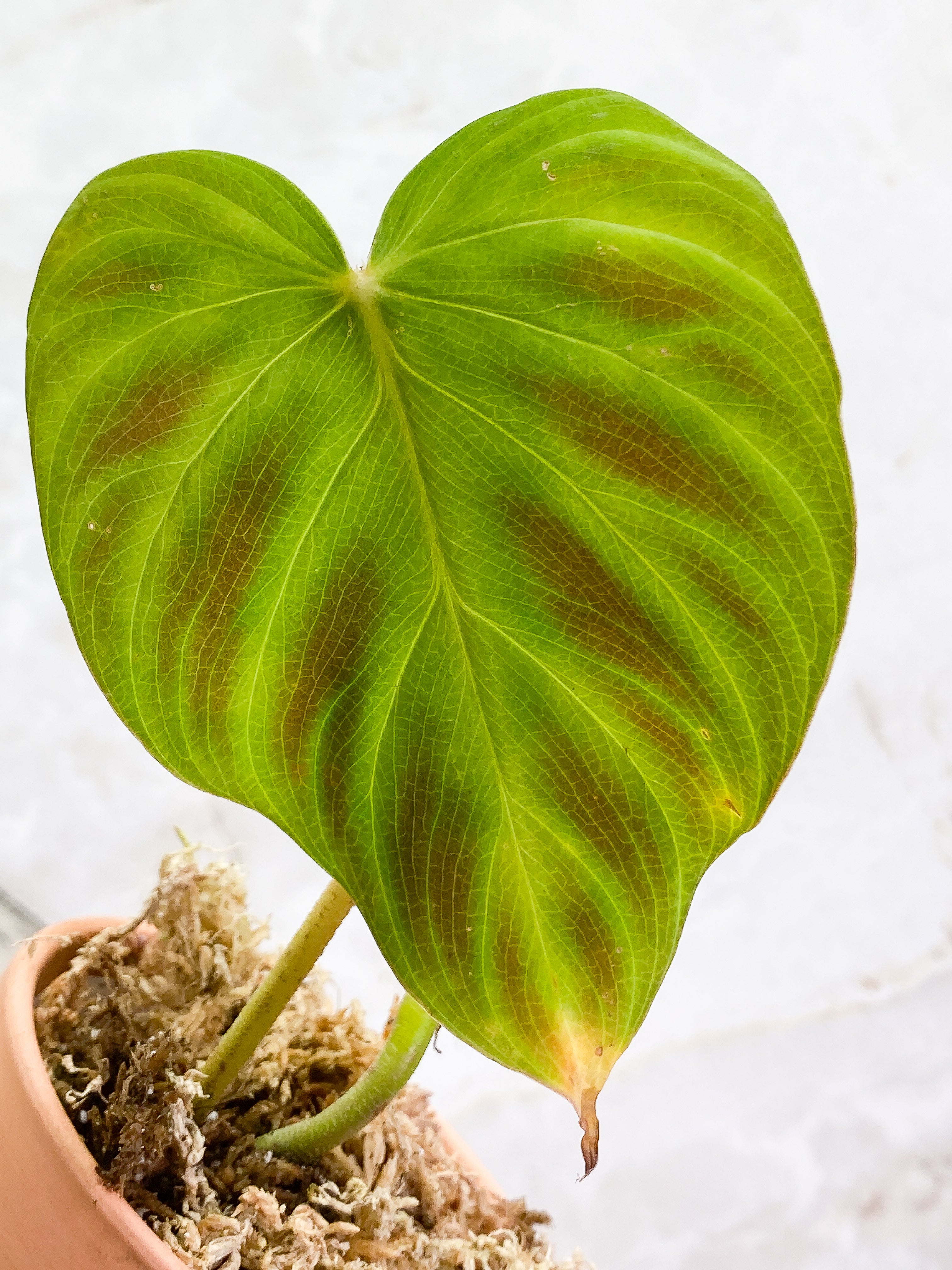 Philodendron Verrucosum glow unrooted node 1 bud