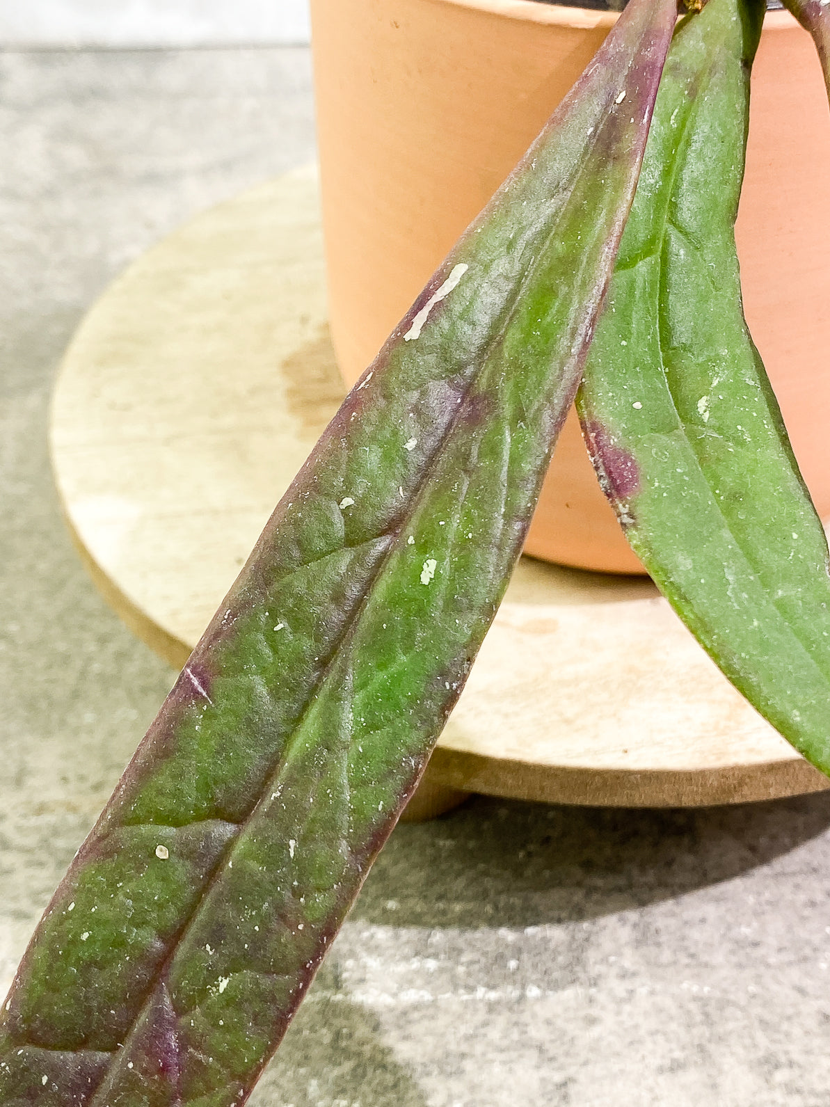 Hoya Sulawesiana 3 leaves rooted