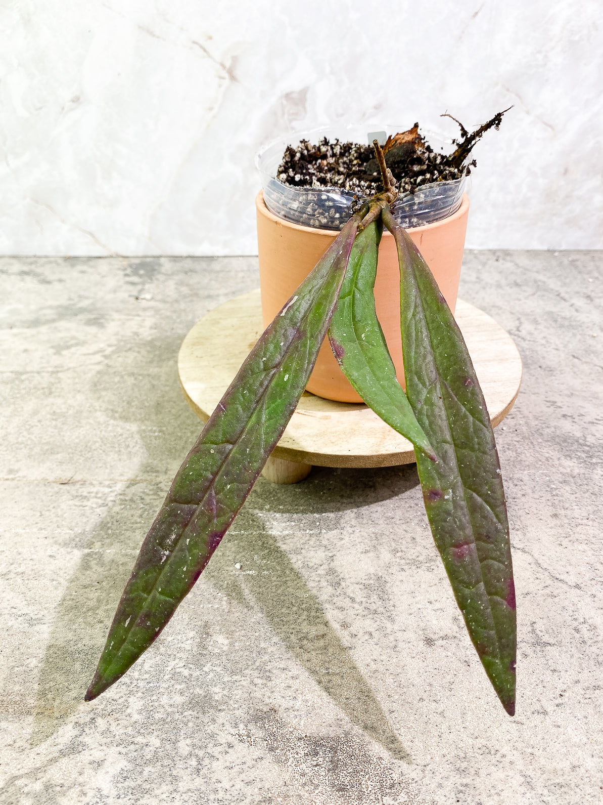 Hoya Sulawesiana 3 leaves rooted