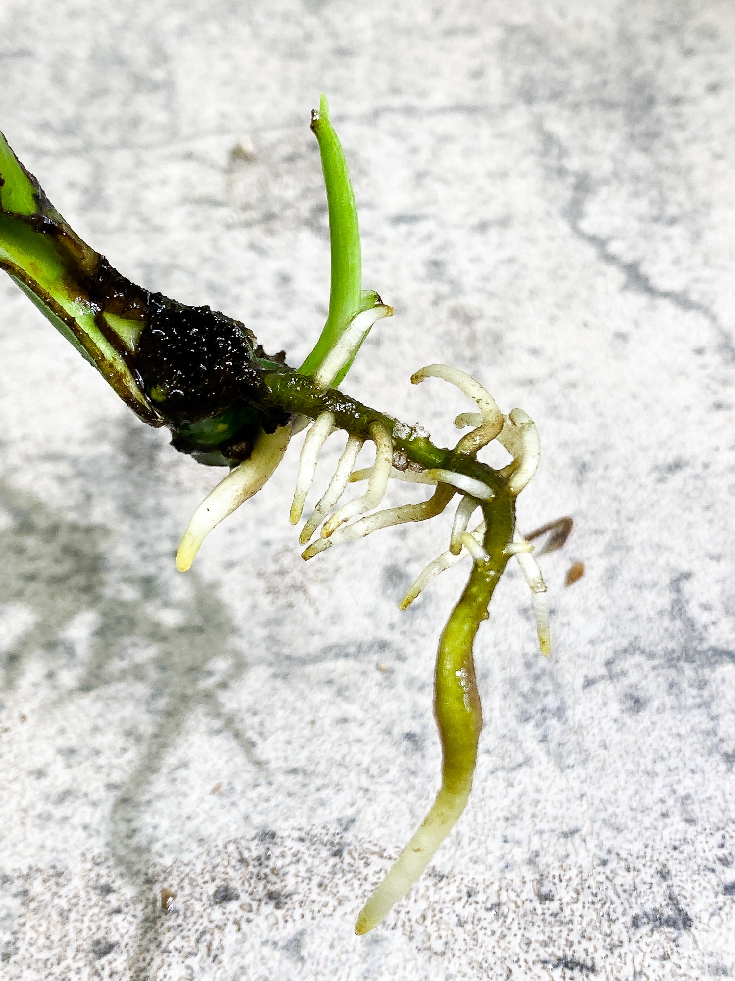Monstera Thai Constellation 2 sprouts Slightly Rooted node