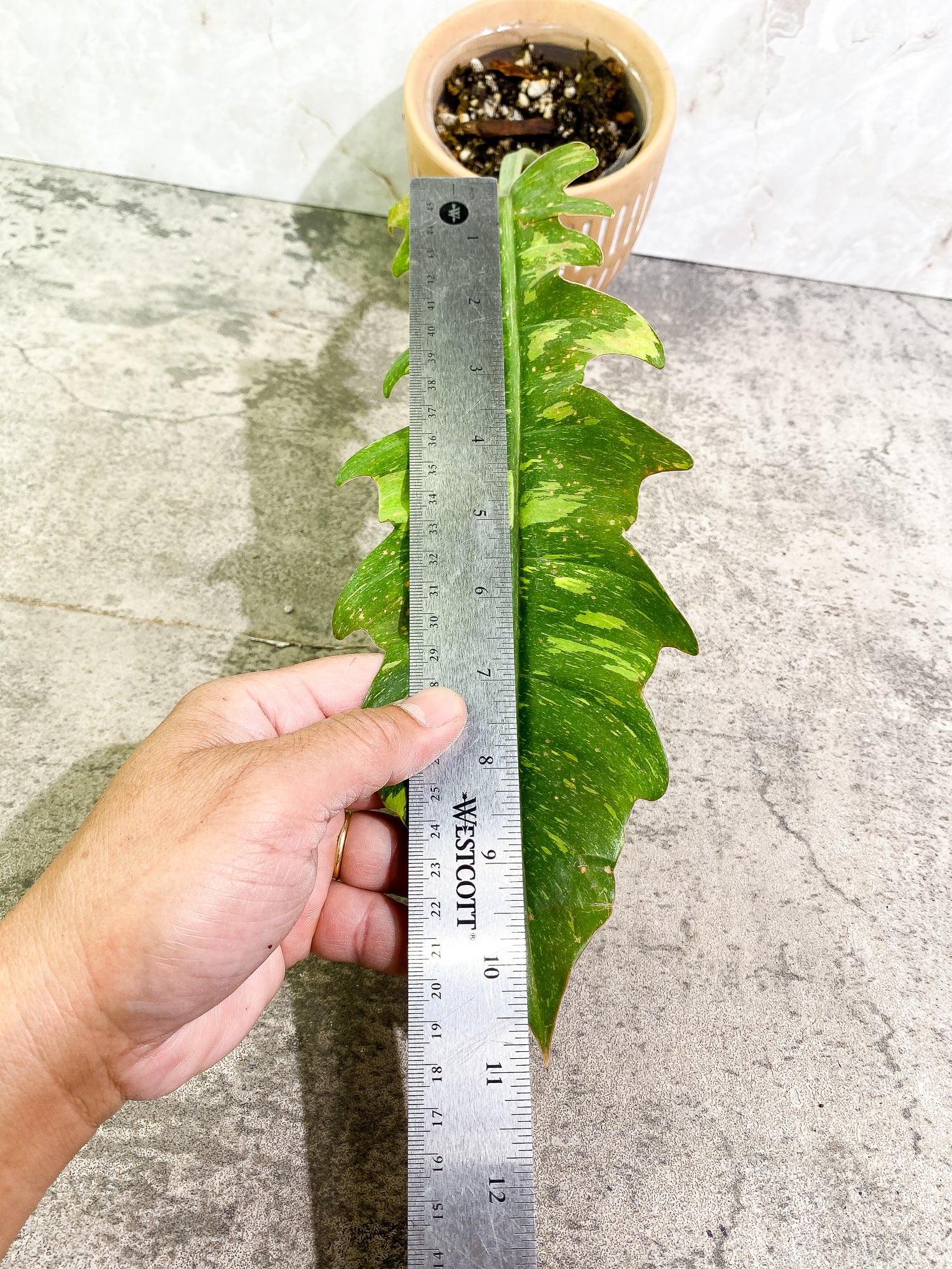 0 Philodendron Ring of Fire 1 leaf Rooted