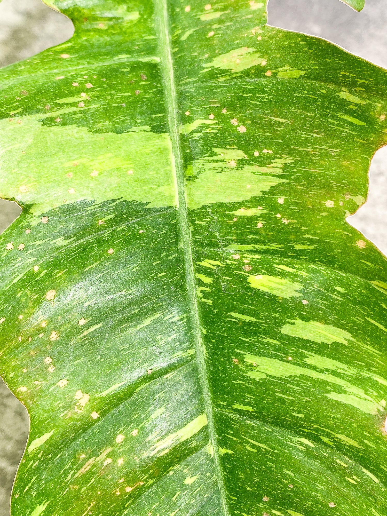 0 Philodendron Ring of Fire 1 leaf Rooted