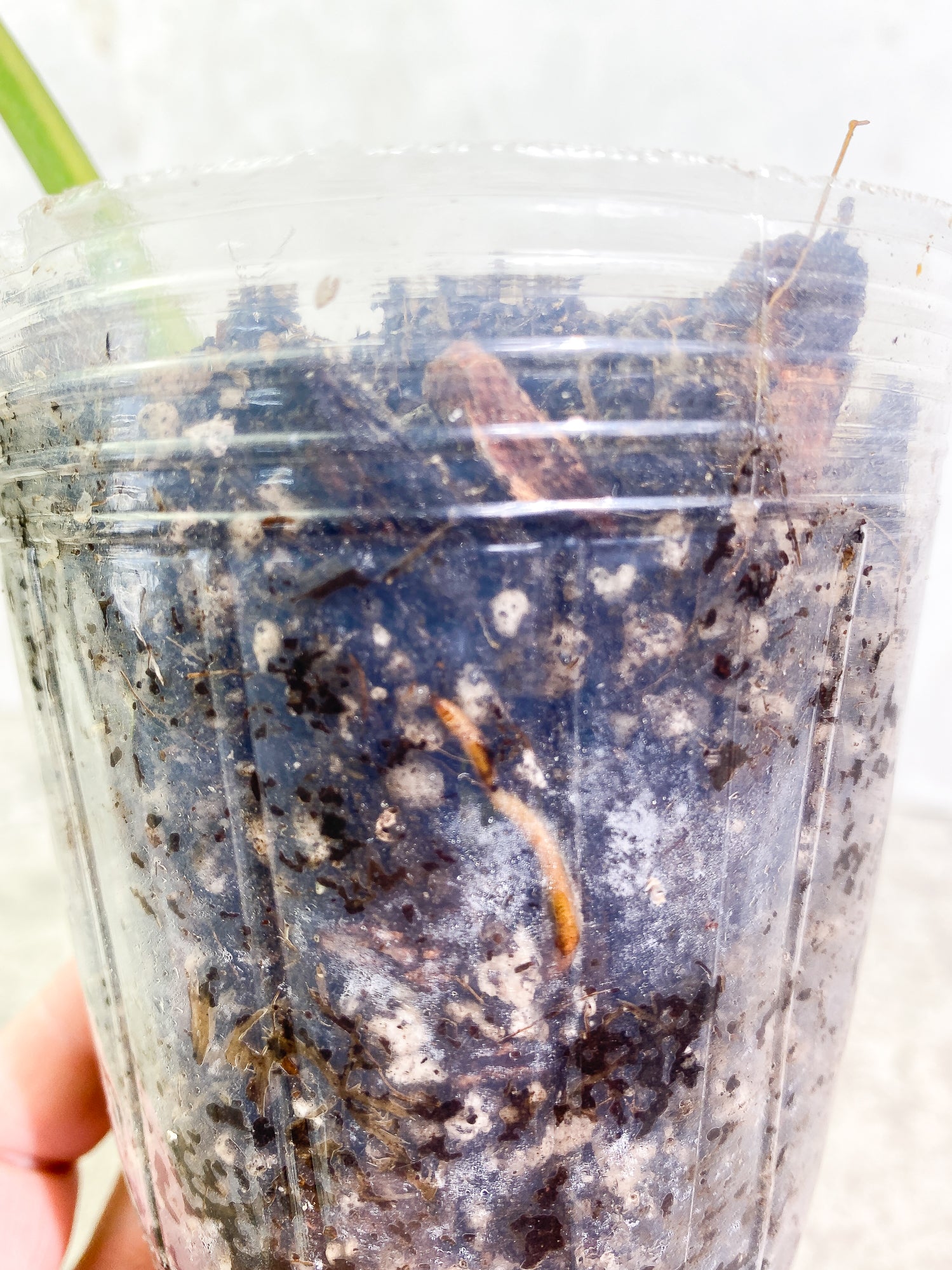 0 Philodendron Ring of Fire 1 leaf Rooted