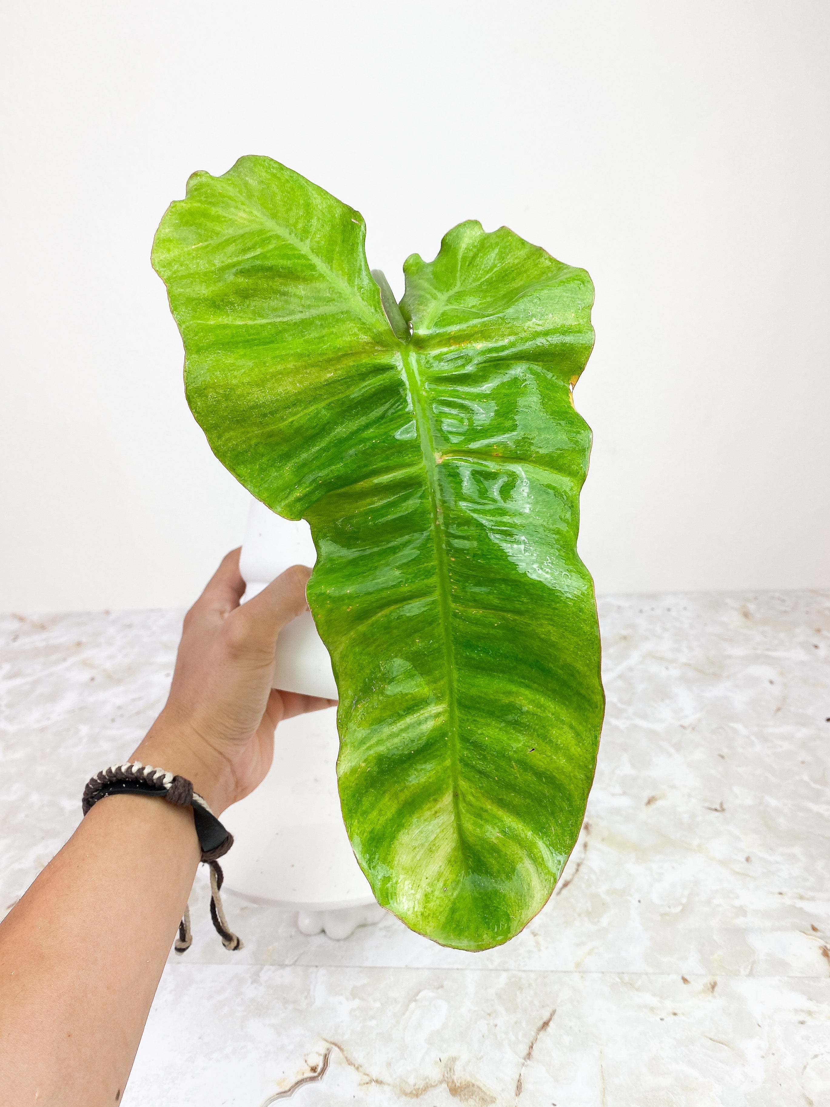 Private Sale: Philodendron Paraiso Verde rooted