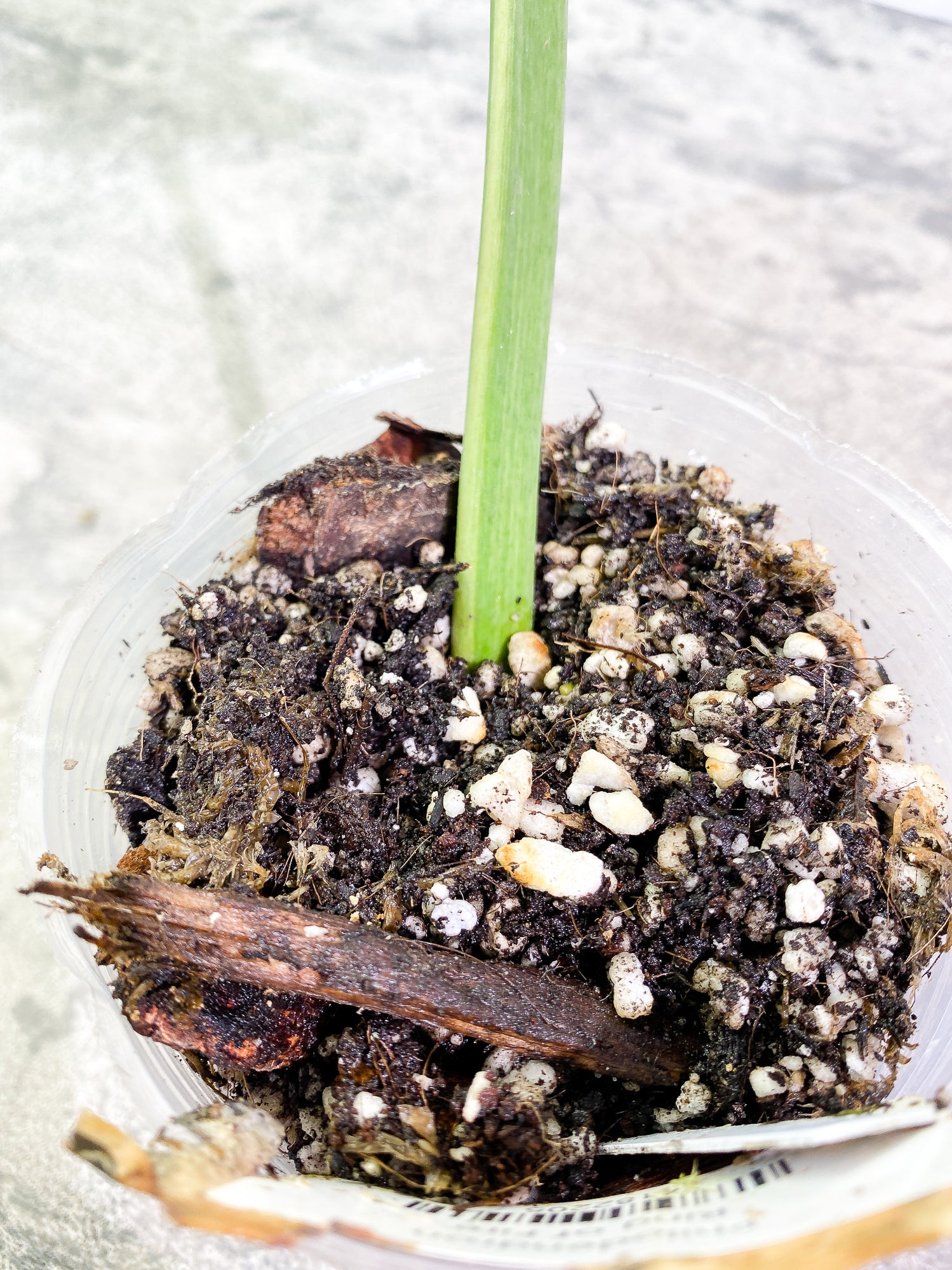 0 Philodendron Ring of Fire 1 leaf Rooted