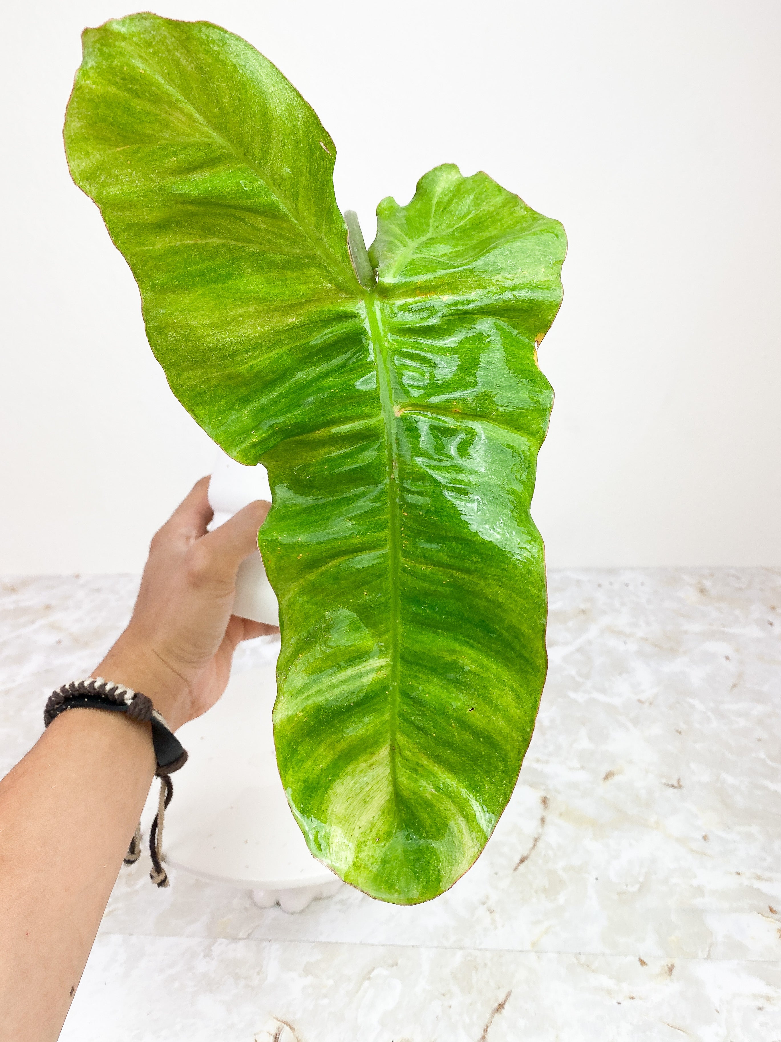 Private Sale: Philodendron Paraiso Verde rooted