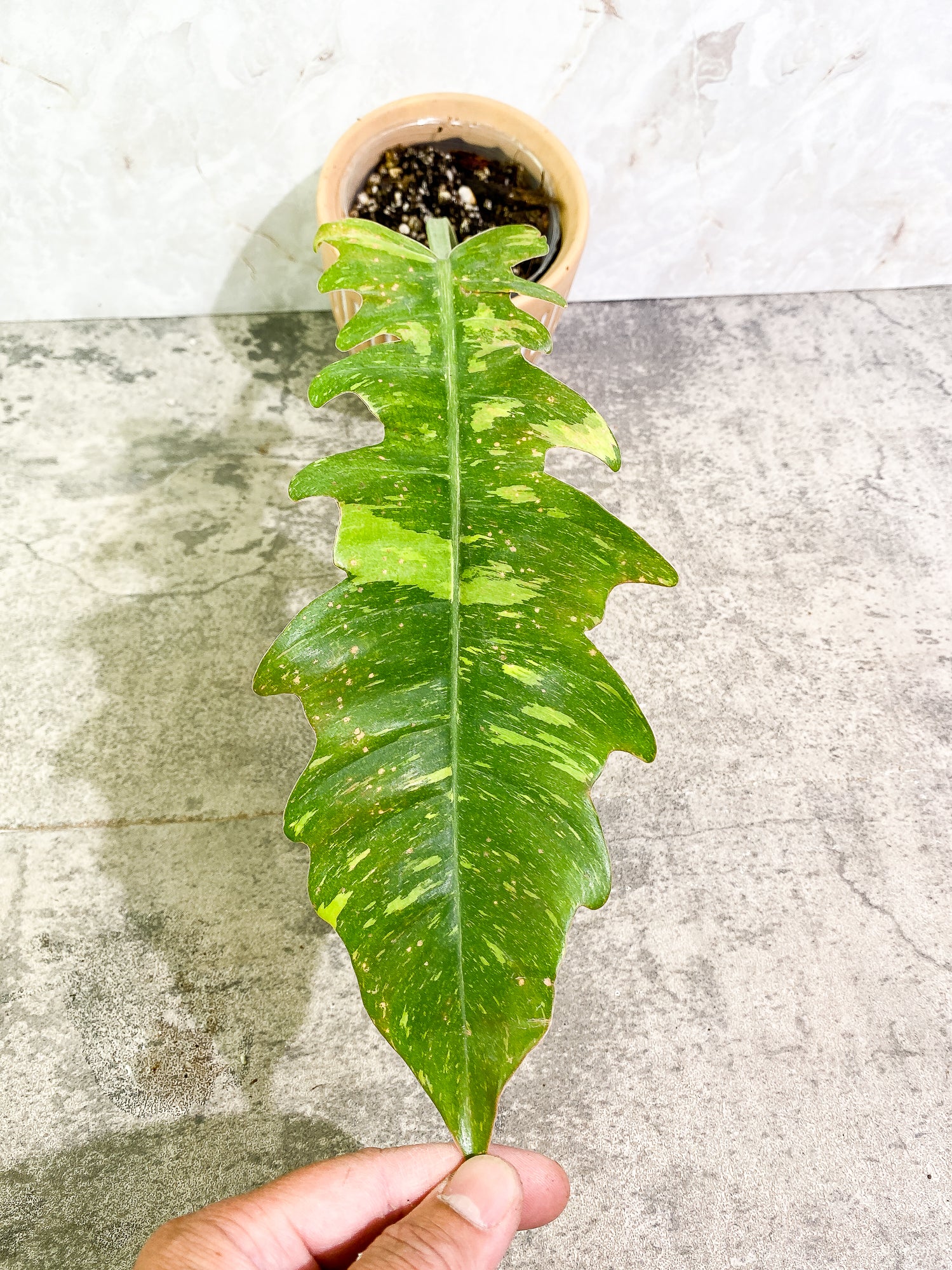 0 Philodendron Ring of Fire 1 leaf Rooted