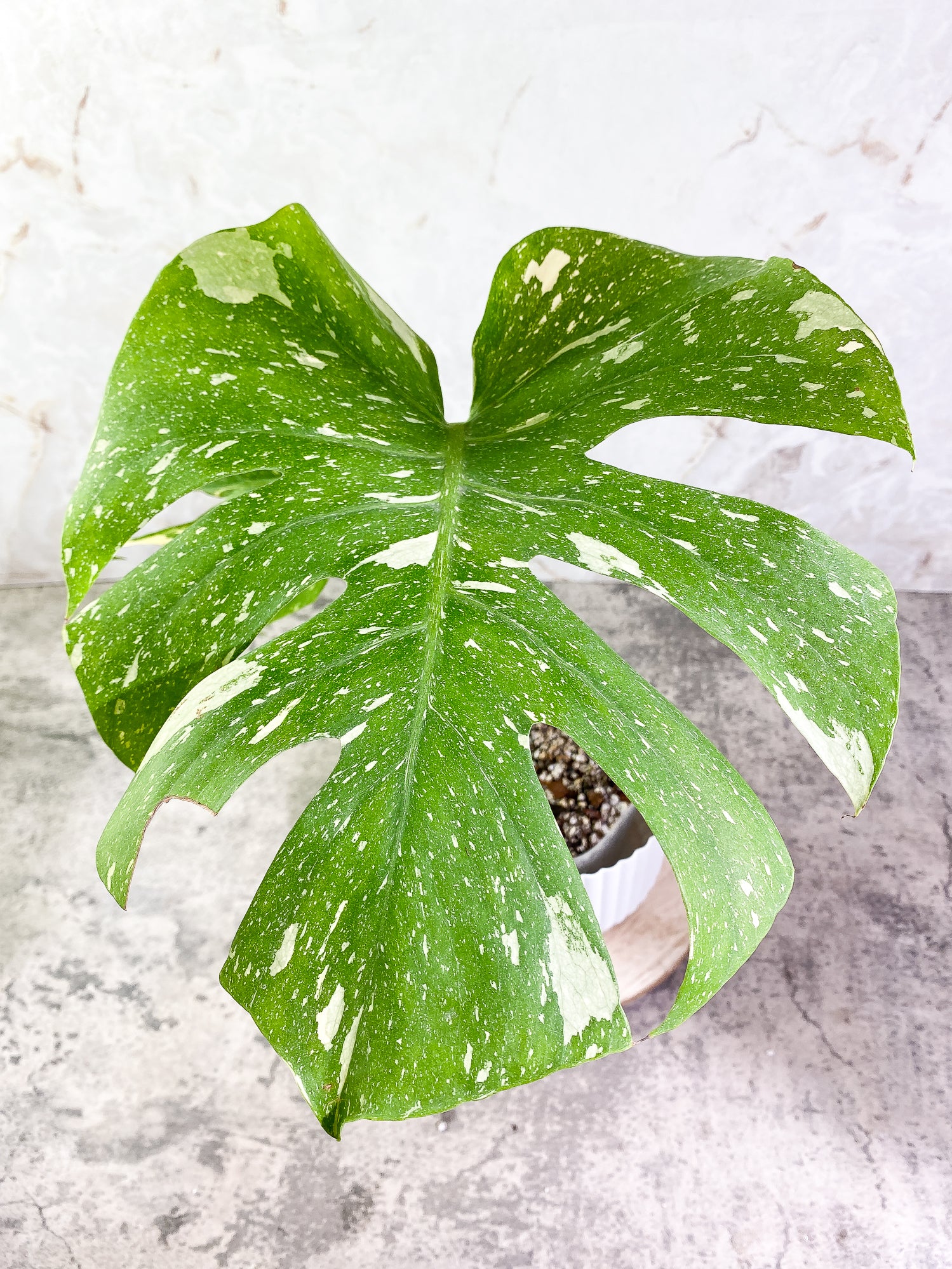 Monstera Thai Constellation Rooted 2 leaves Rooted