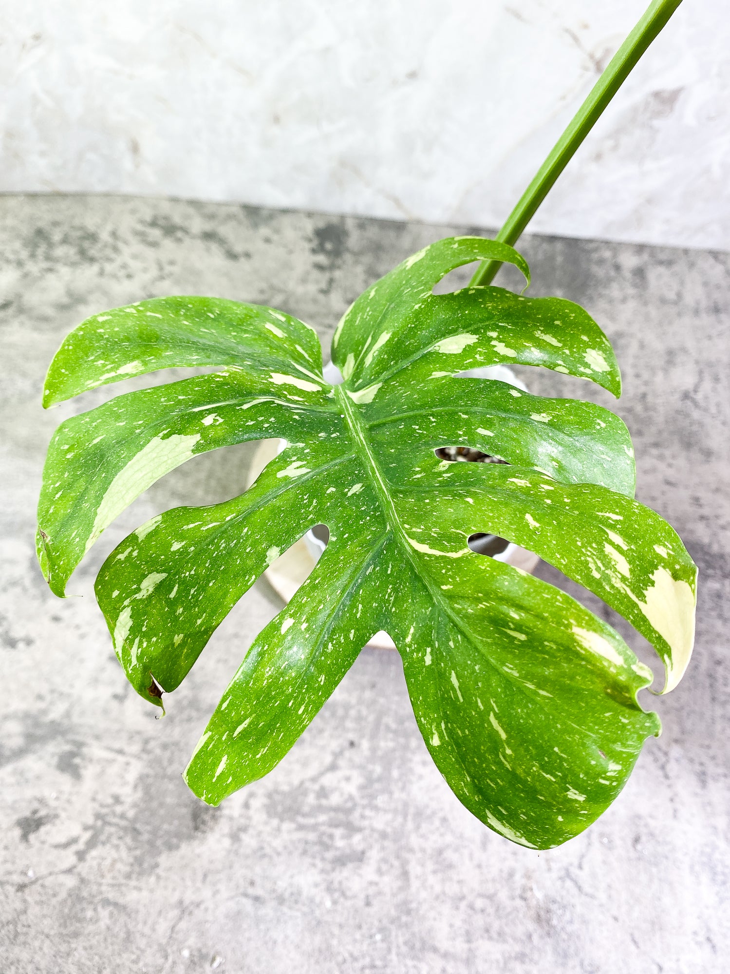 Monstera Thai Constellation Rooted 2 leaves Rooted