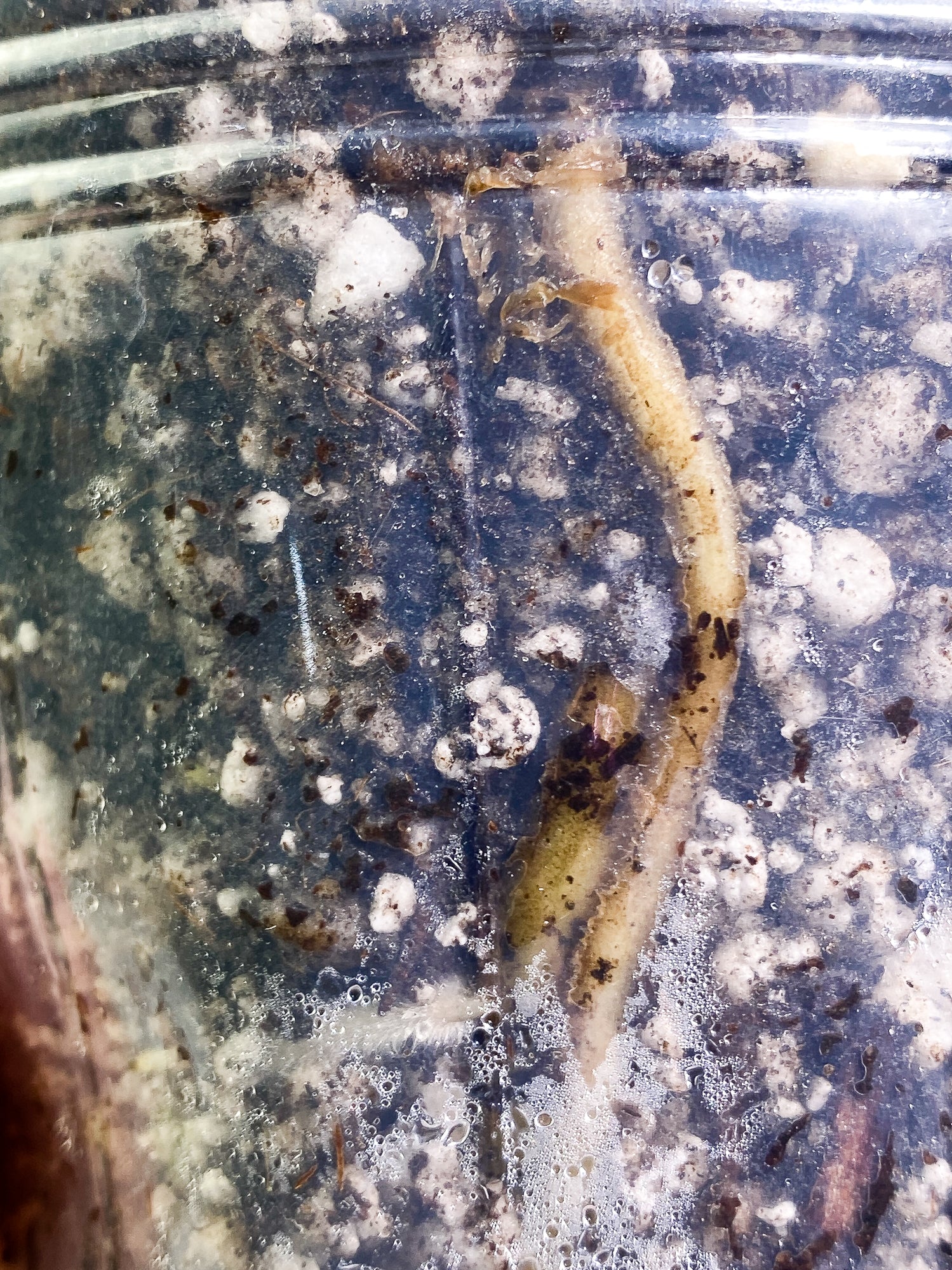Monstera Thai Constellation Rooted 2 leaves Rooted
