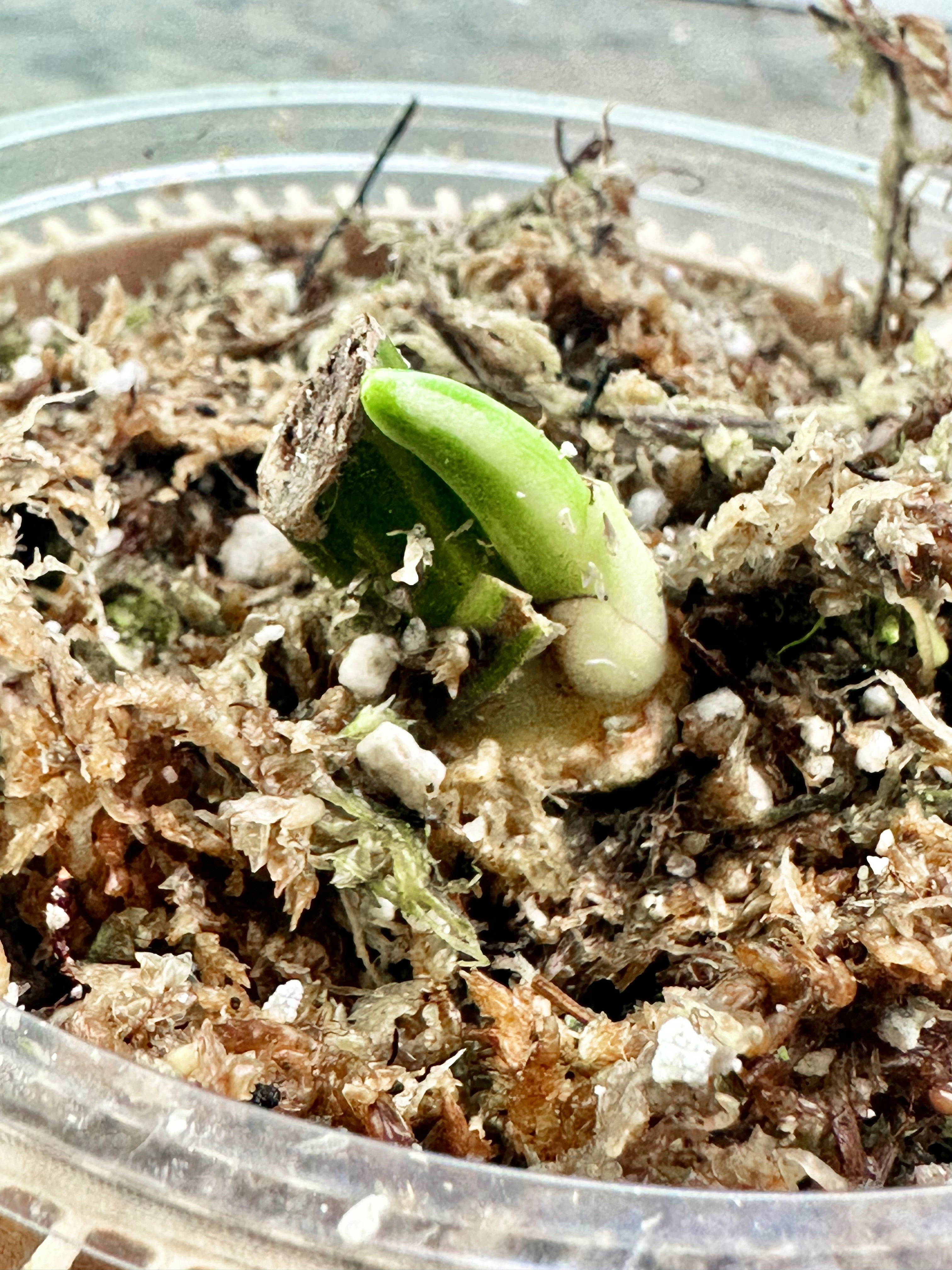 Syngonium Chiapense Variegated Rooted sprout