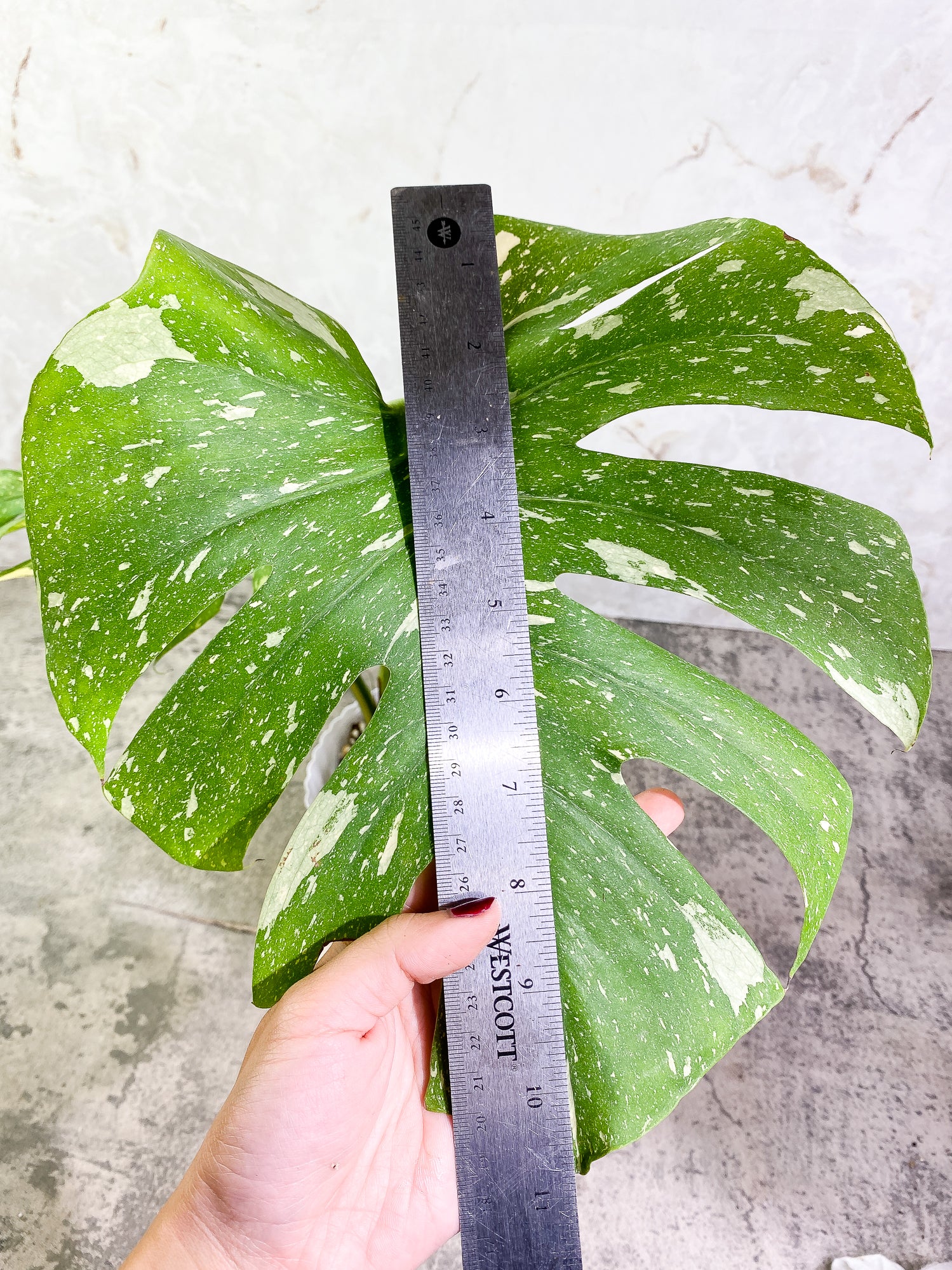 Monstera Thai Constellation Rooted 2 leaves Rooted