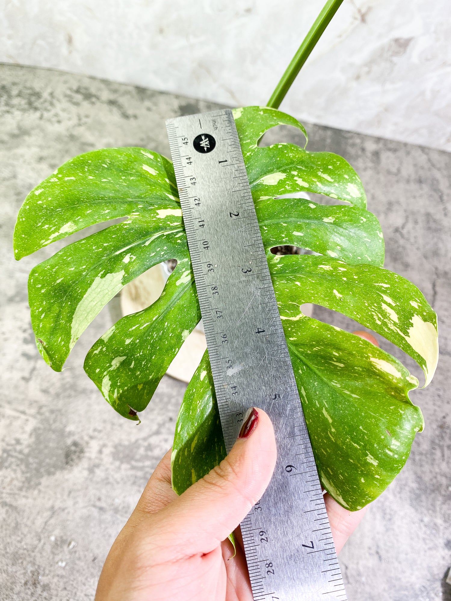Monstera Thai Constellation Rooted 2 leaves Rooted