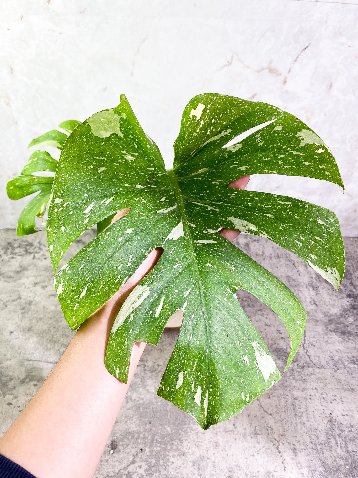 Monstera Thai Constellation Rooted 2 leaves Rooted