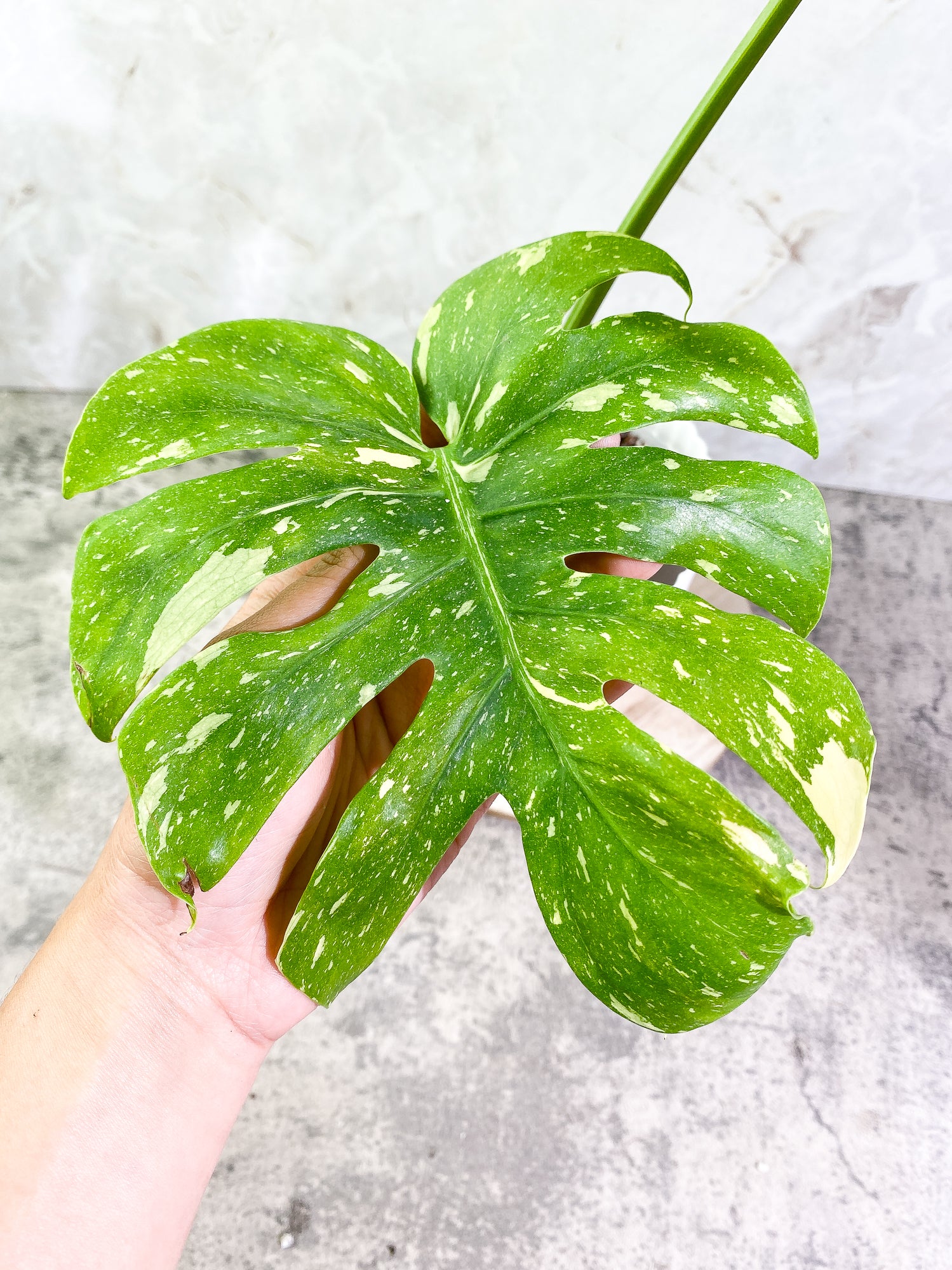 Monstera Thai Constellation Rooted 2 leaves Rooted