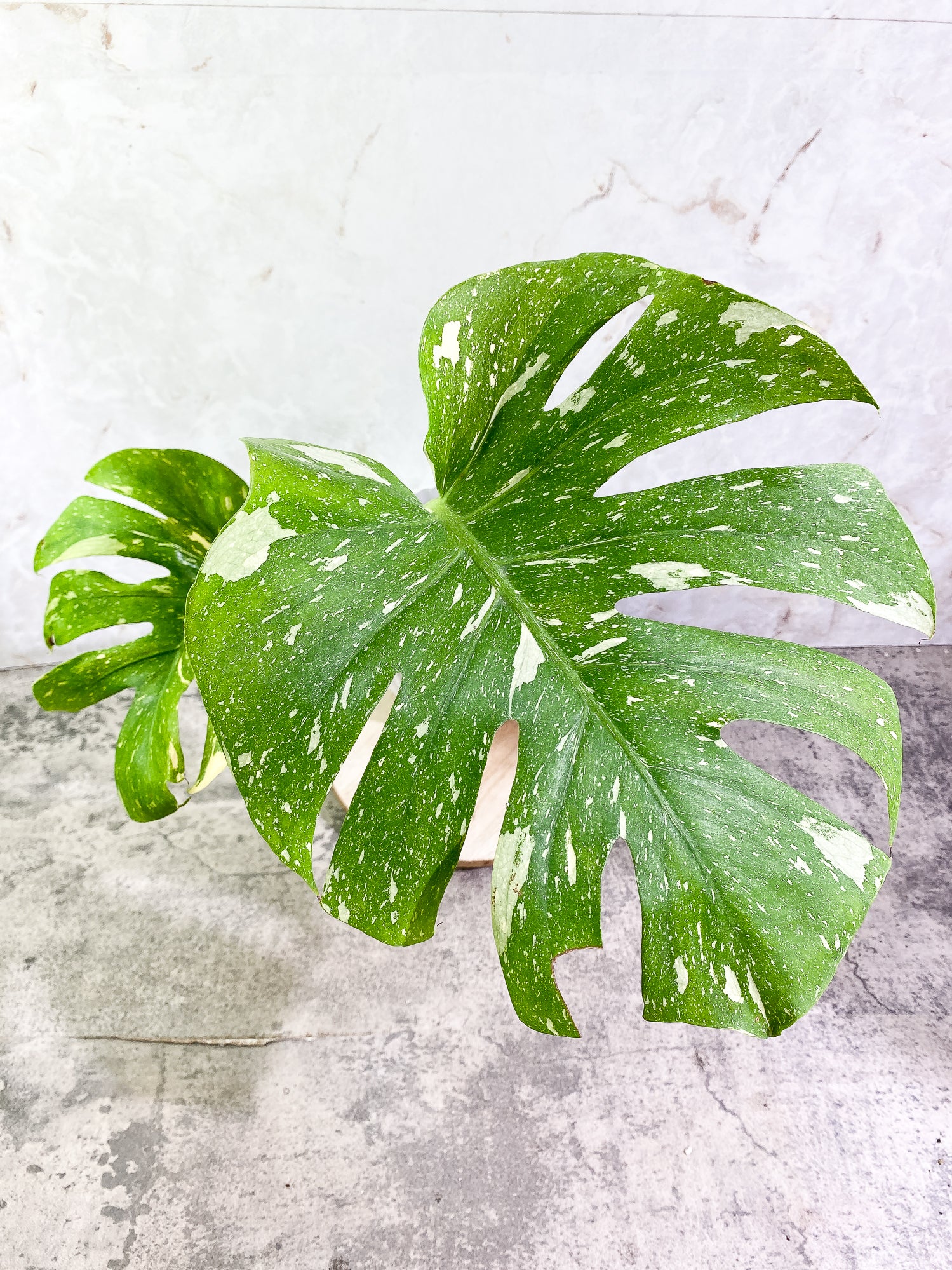 Monstera Thai Constellation Rooted 2 leaves Rooted