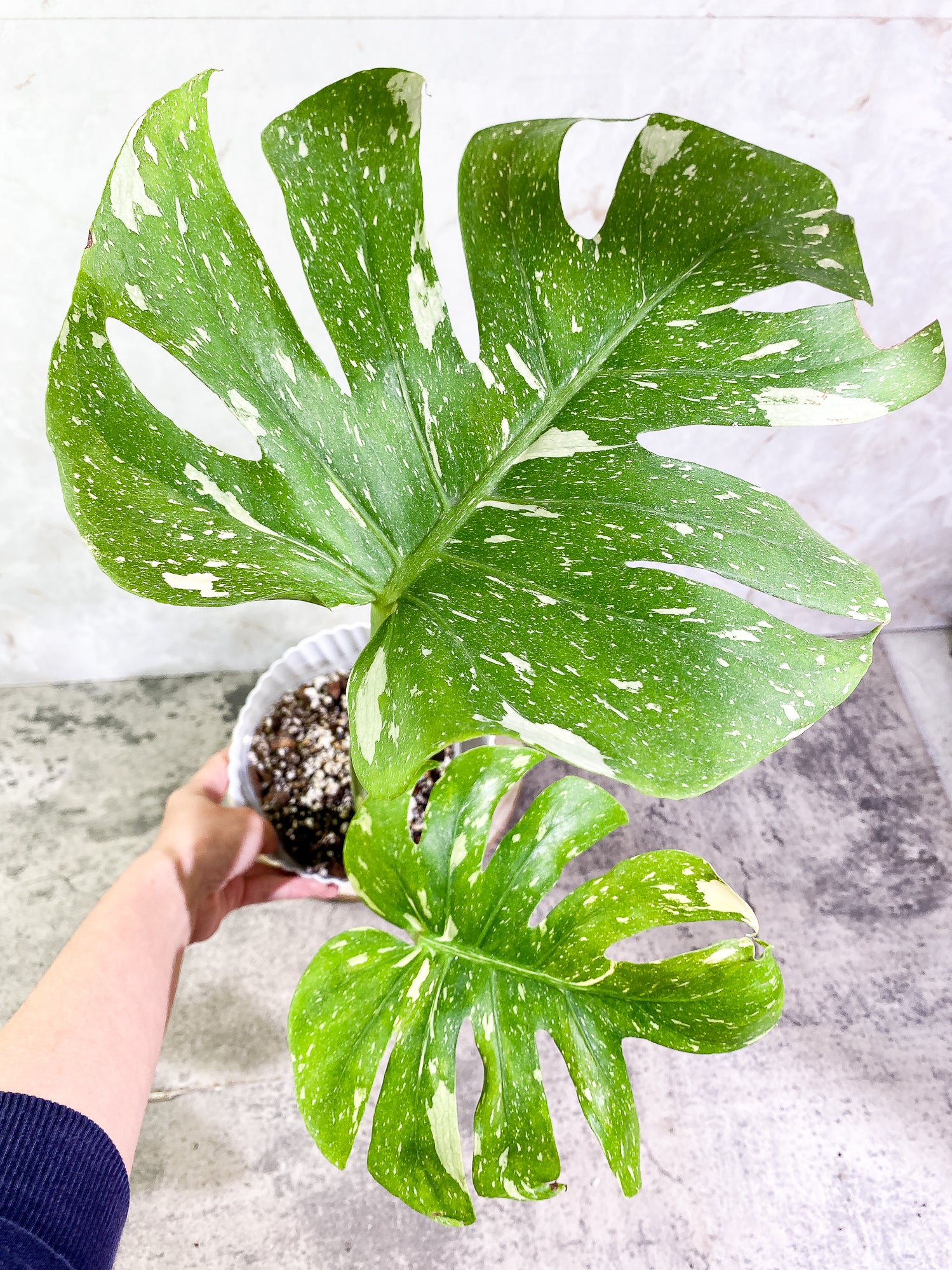 Monstera Thai Constellation Rooted 2 leaves Rooted