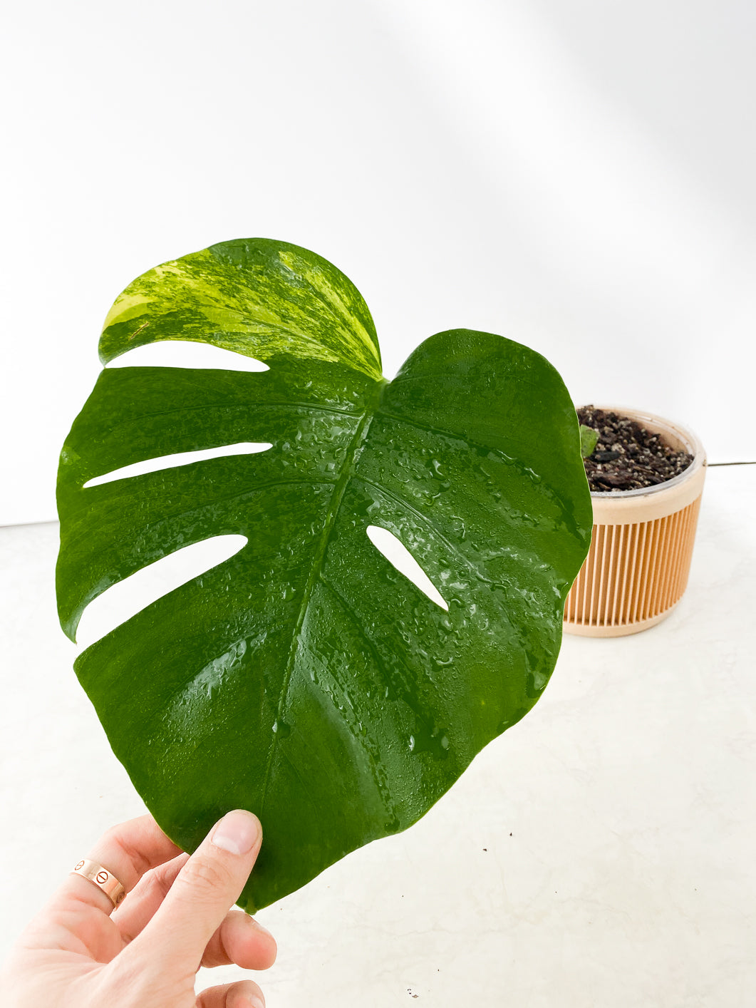 Monstera Aurea Tricolor Slightly Rooted 1 leaf 1 growing bud