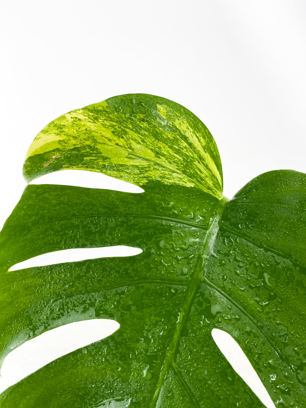 Monstera Aurea Tricolor Slightly Rooted 1 leaf 1 growing bud