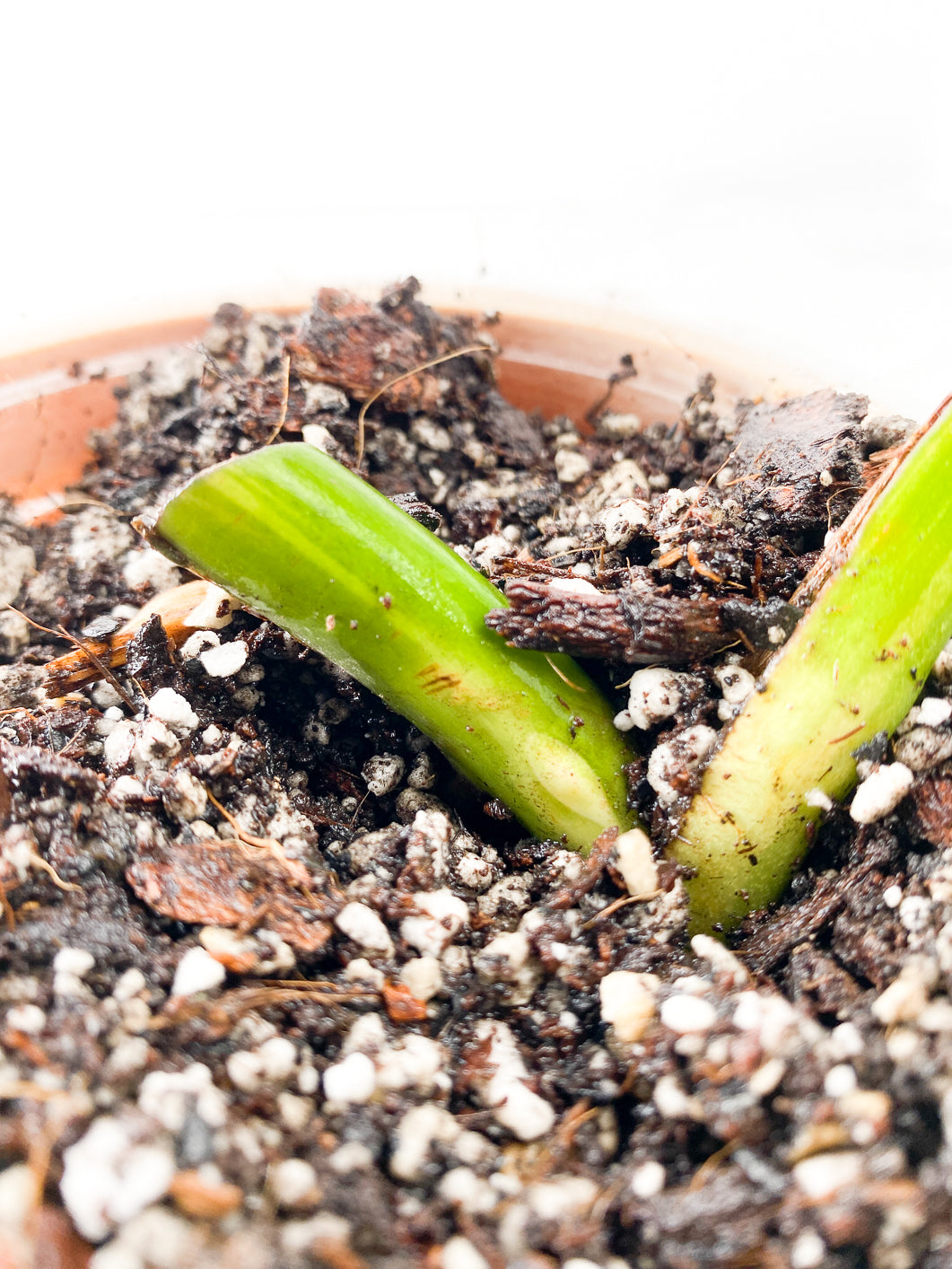 Monstera Aurea Tricolor Slightly Rooted 1 leaf 1 growing bud