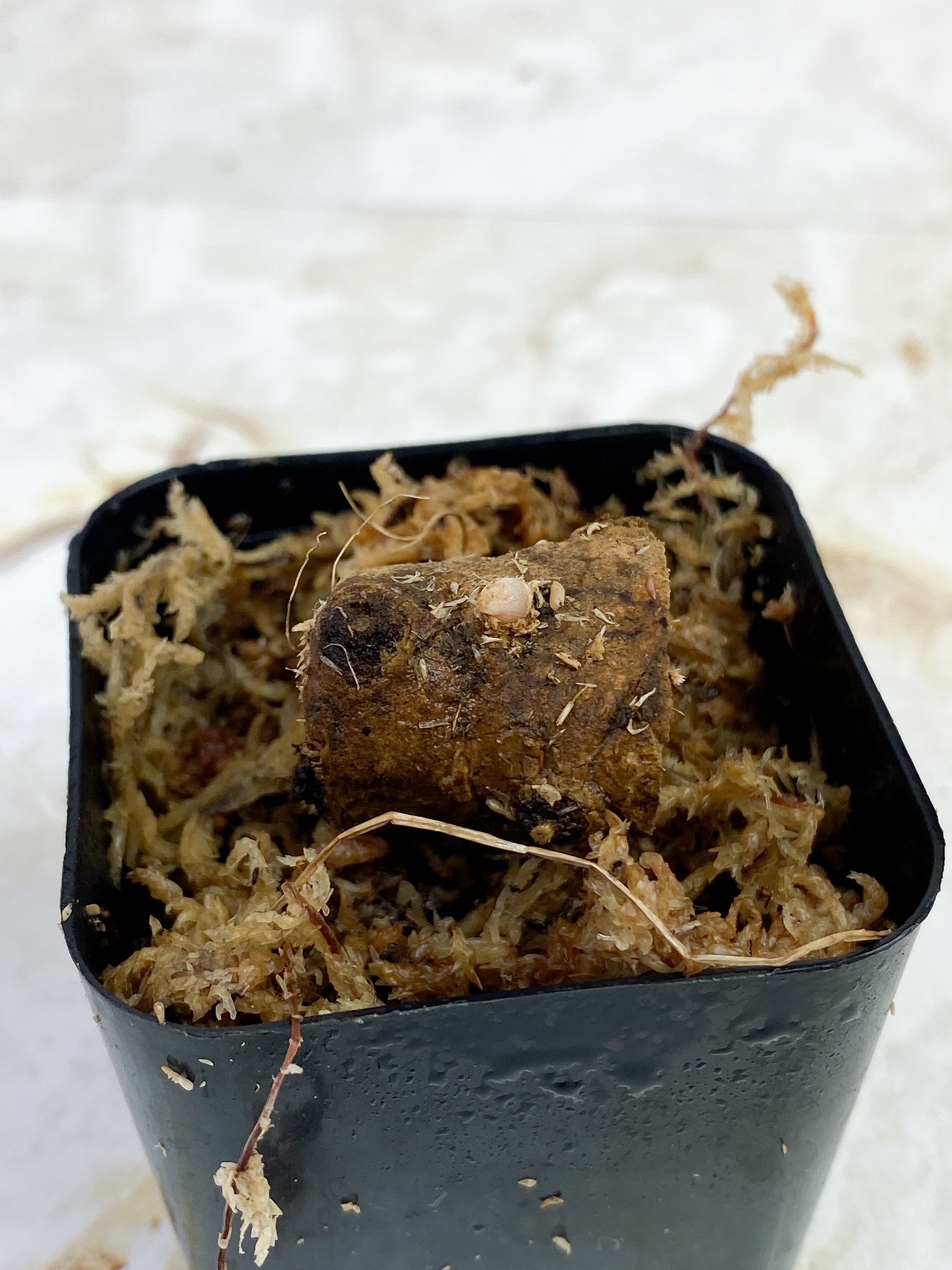 Private Sale: Anthurium Debilis Slightly Rooted Chonk