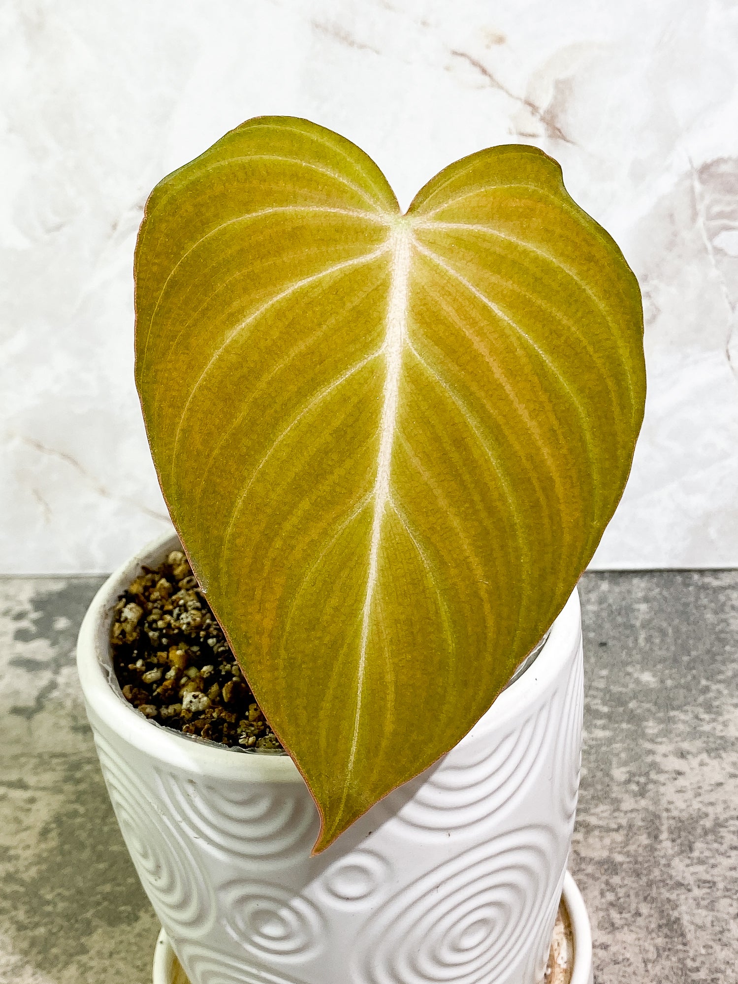Philodendron Glorious 1 leaf slightly rooted