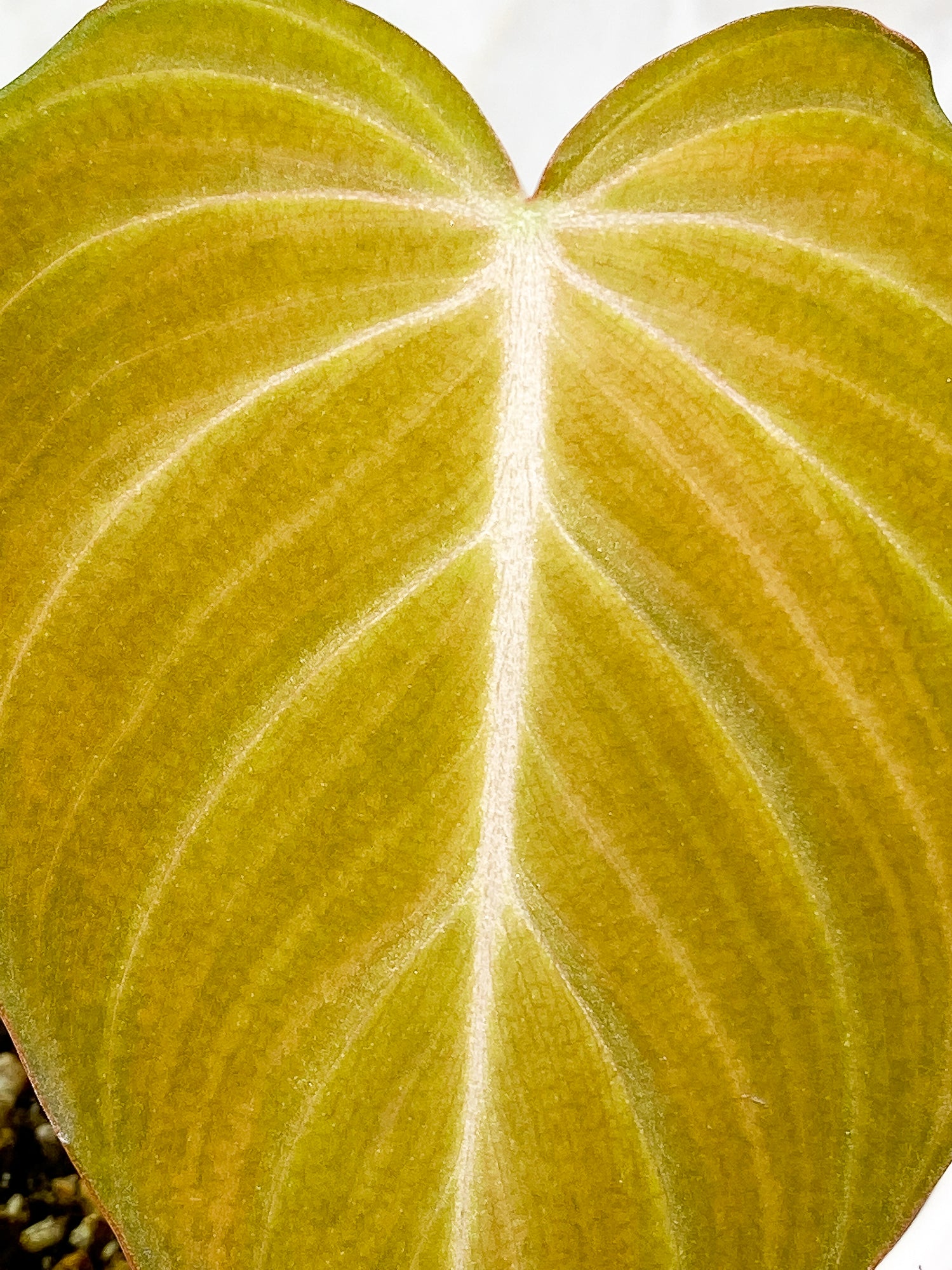 Philodendron Glorious 1 leaf slightly rooted