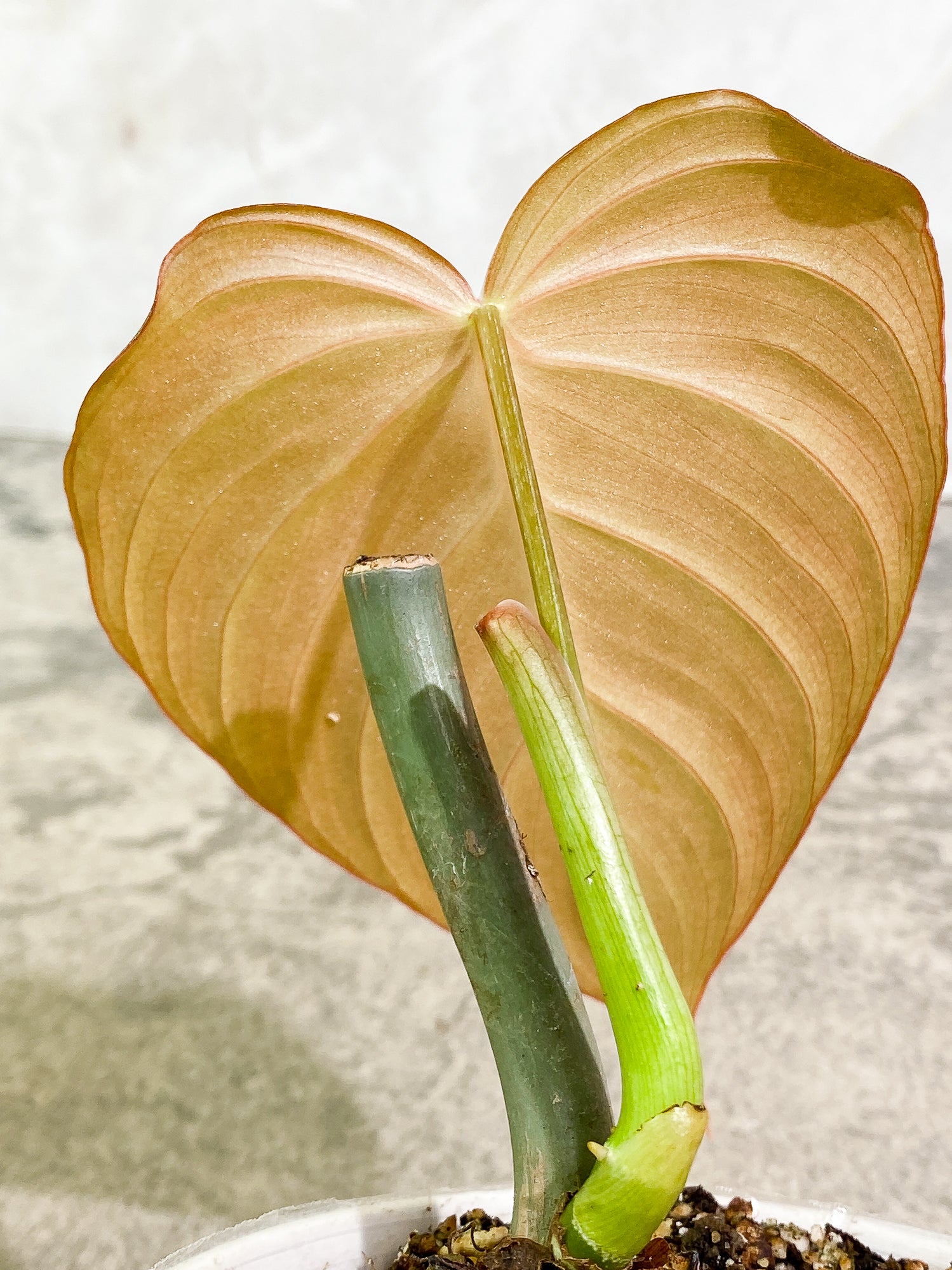 Philodendron Glorious 1 leaf slightly rooted