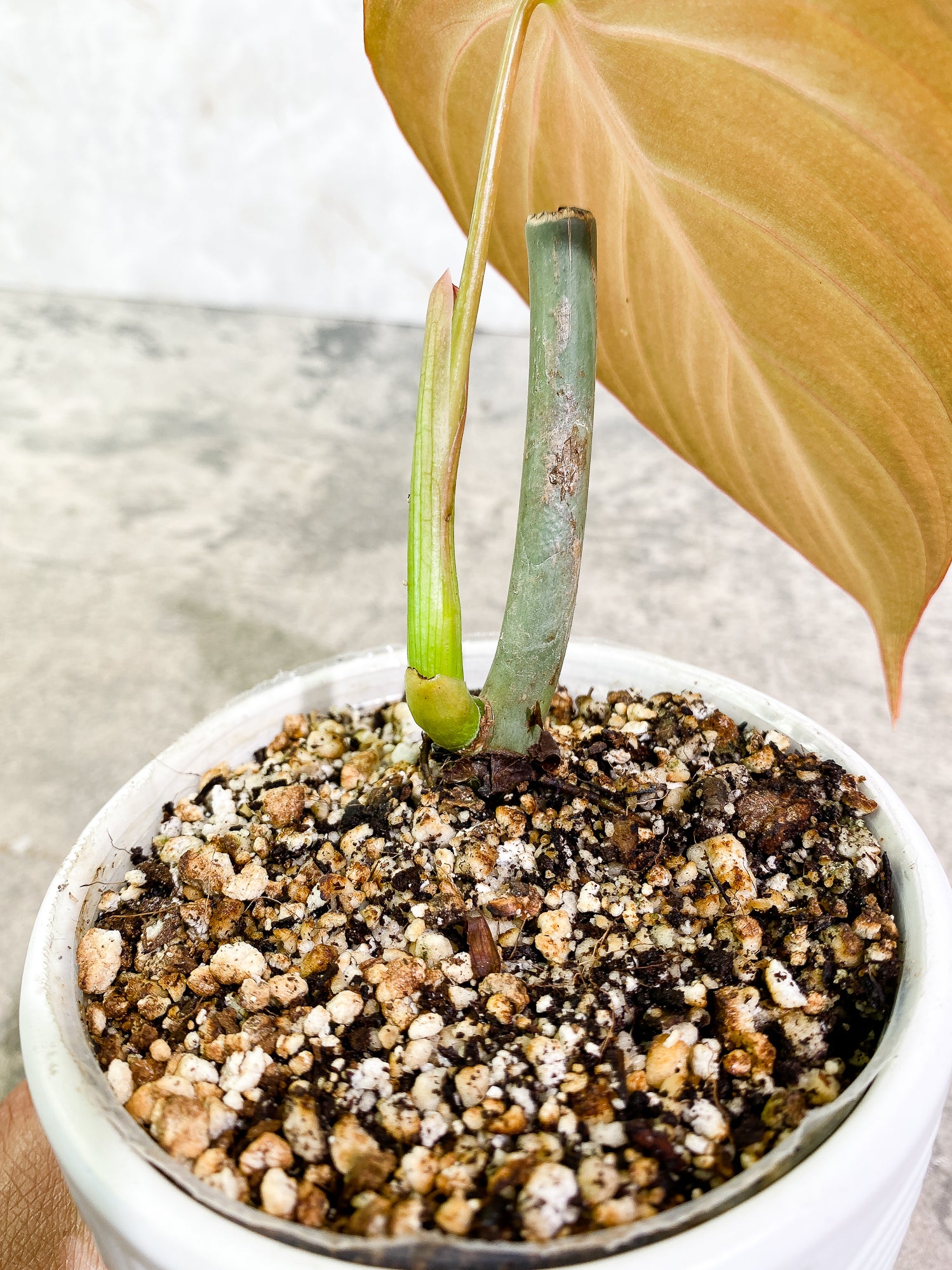Philodendron Glorious 1 leaf slightly rooted