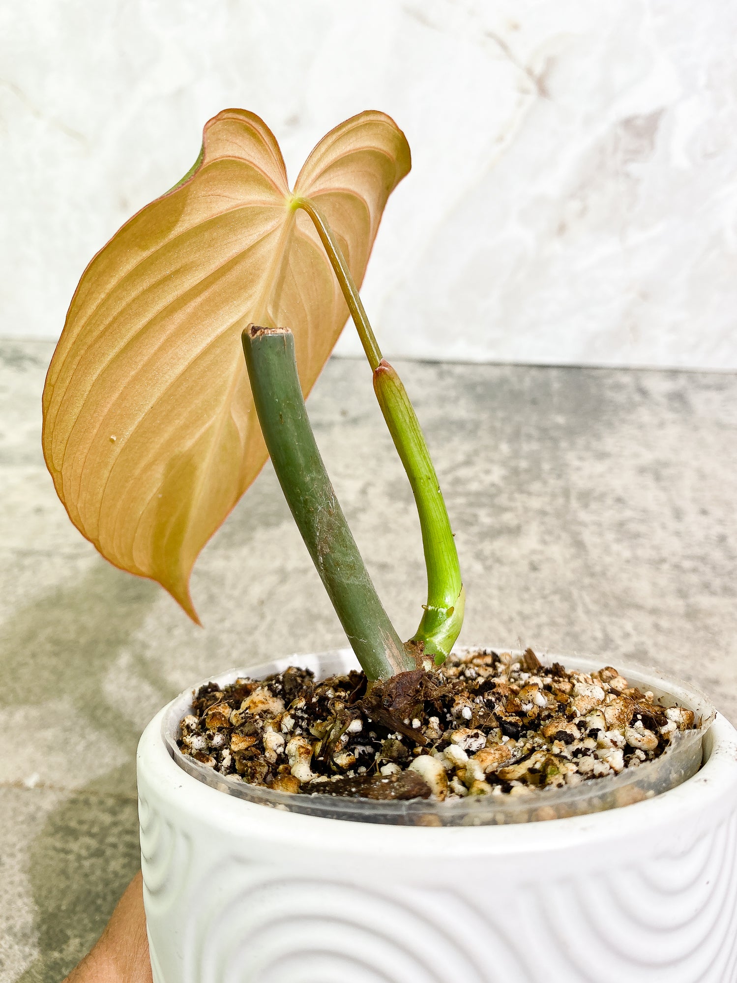 Philodendron Glorious 1 leaf slightly rooted