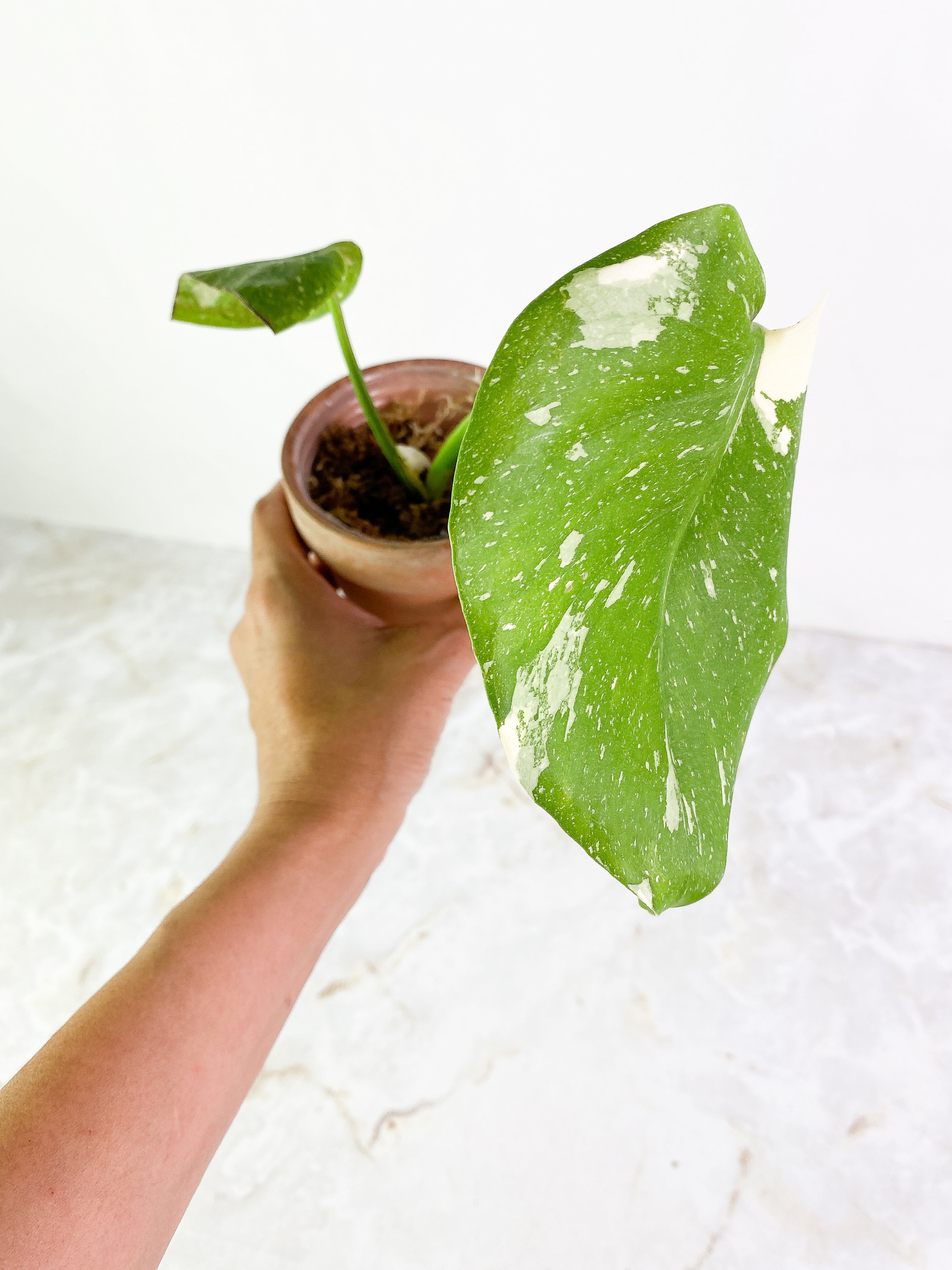Monstera Thai Constellation Slightly Rooted 2 leaves Rooting Top Cutting