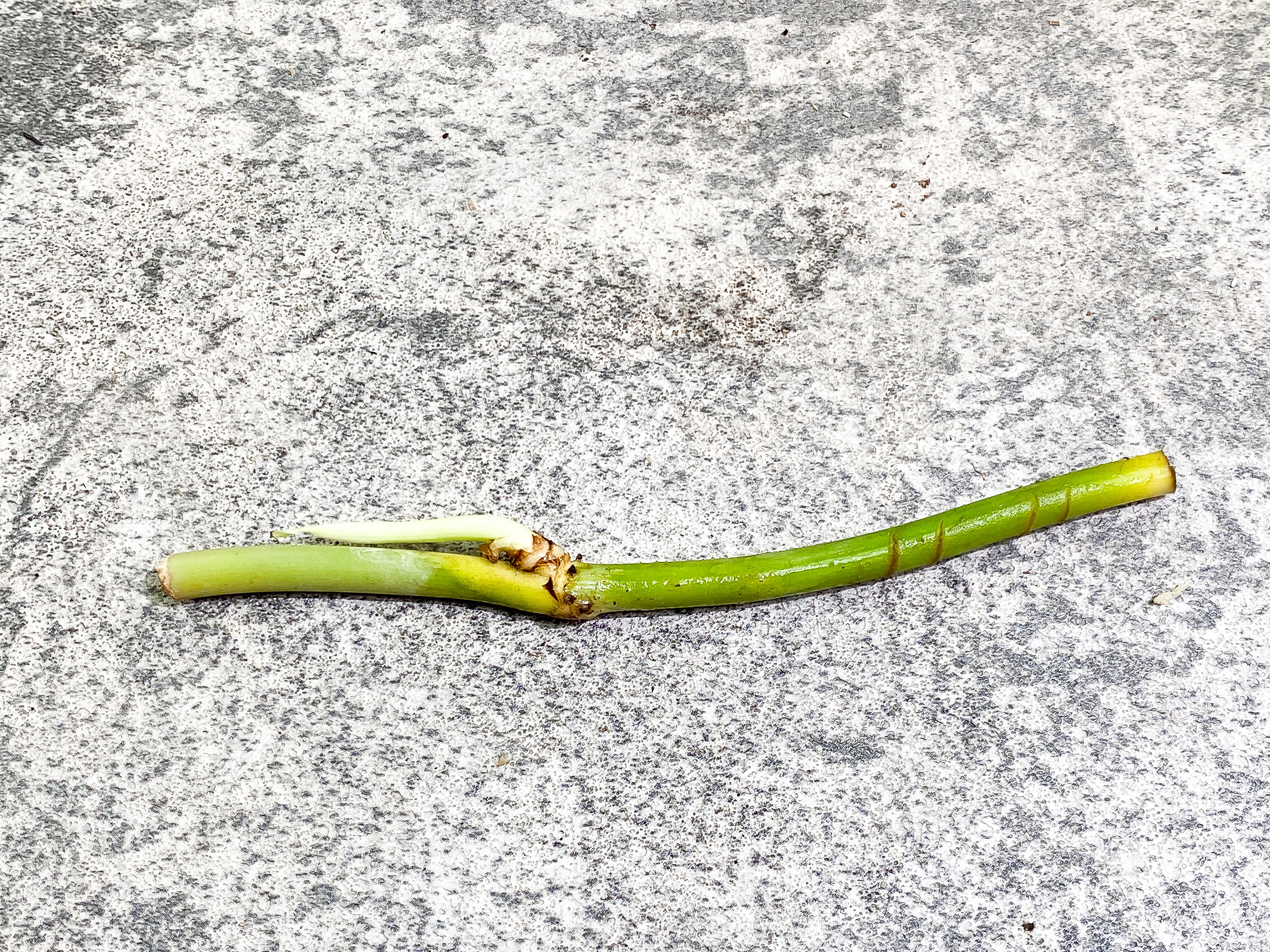 DO NOT BUY (Unauthorized order will be canceled) Philodendron Melanochrysum unrooted sprout