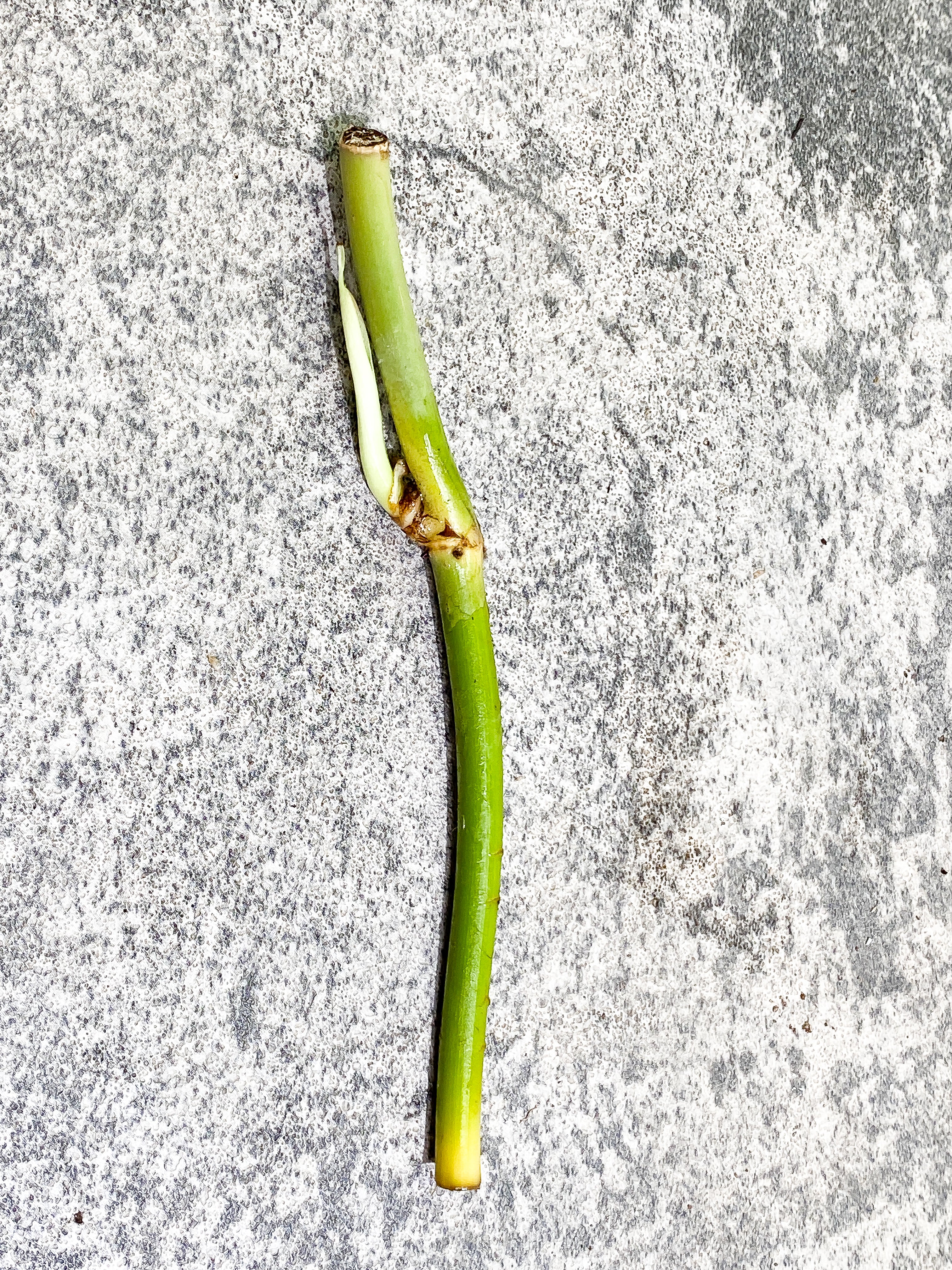 DO NOT BUY (Unauthorized order will be canceled) Philodendron Melanochrysum unrooted sprout
