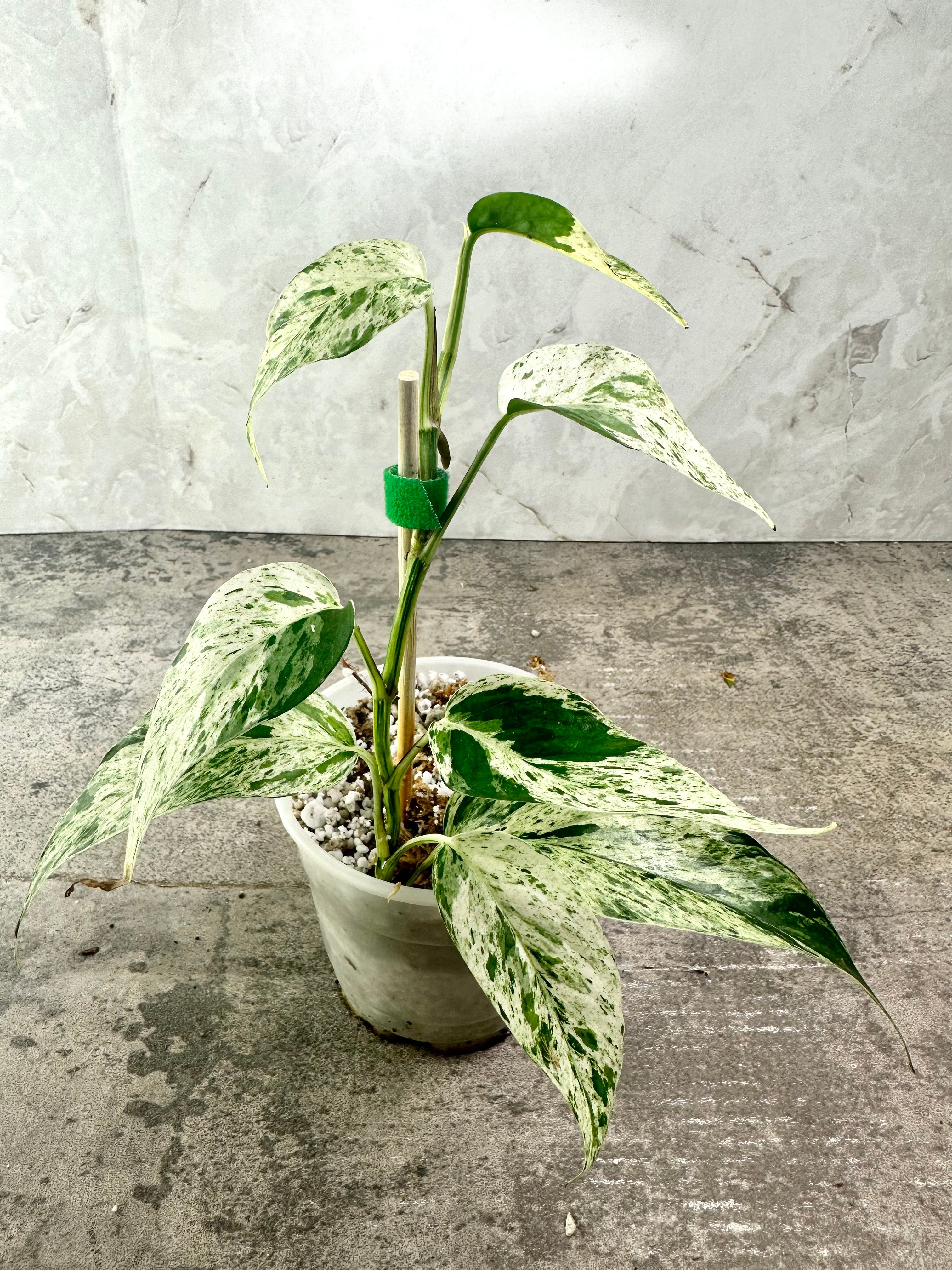 My epipremnum pinnatum marble, one of the chillest plants I have. :  r/houseplants