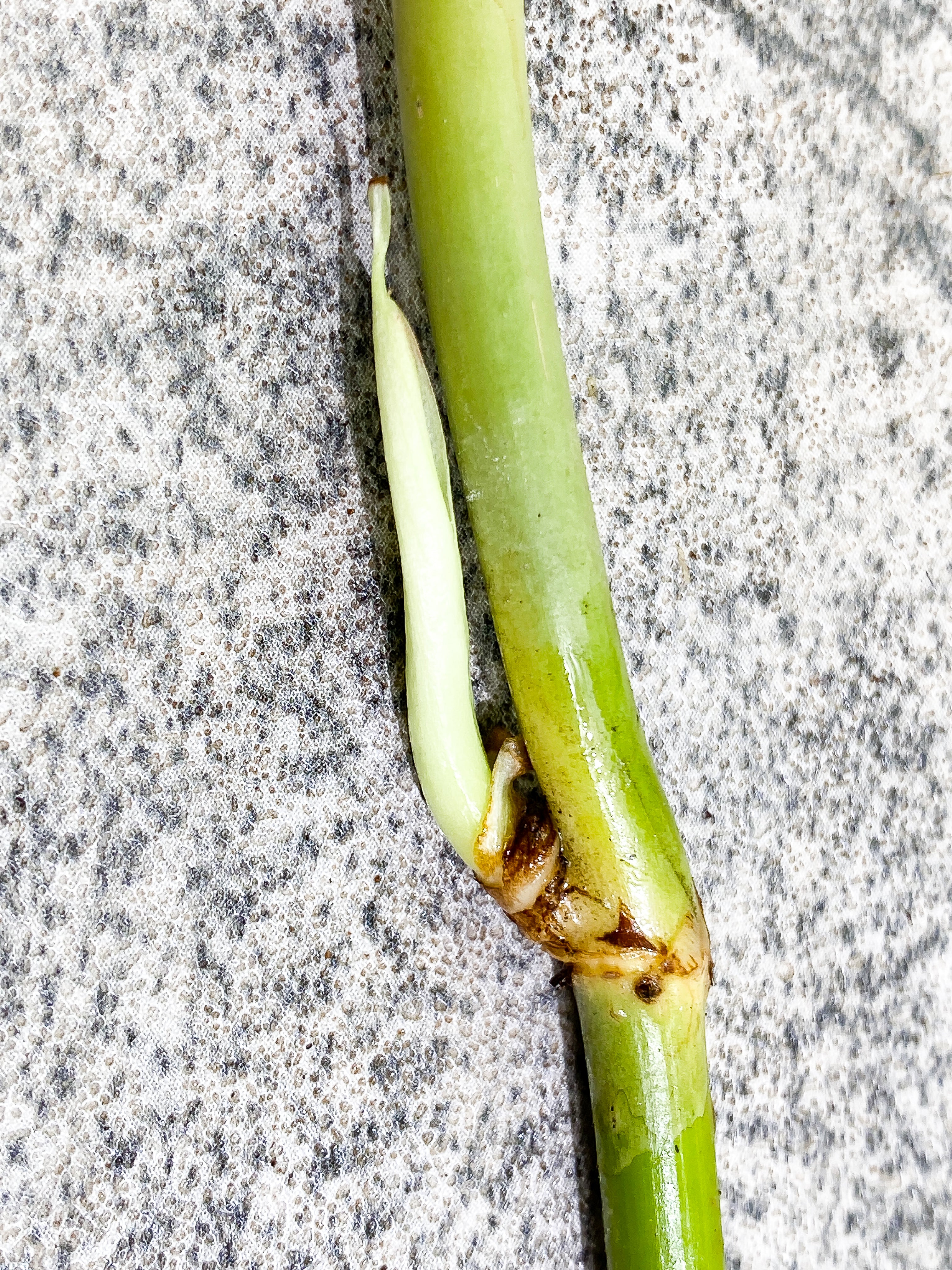 DO NOT BUY (Unauthorized order will be canceled) Philodendron Melanochrysum unrooted sprout