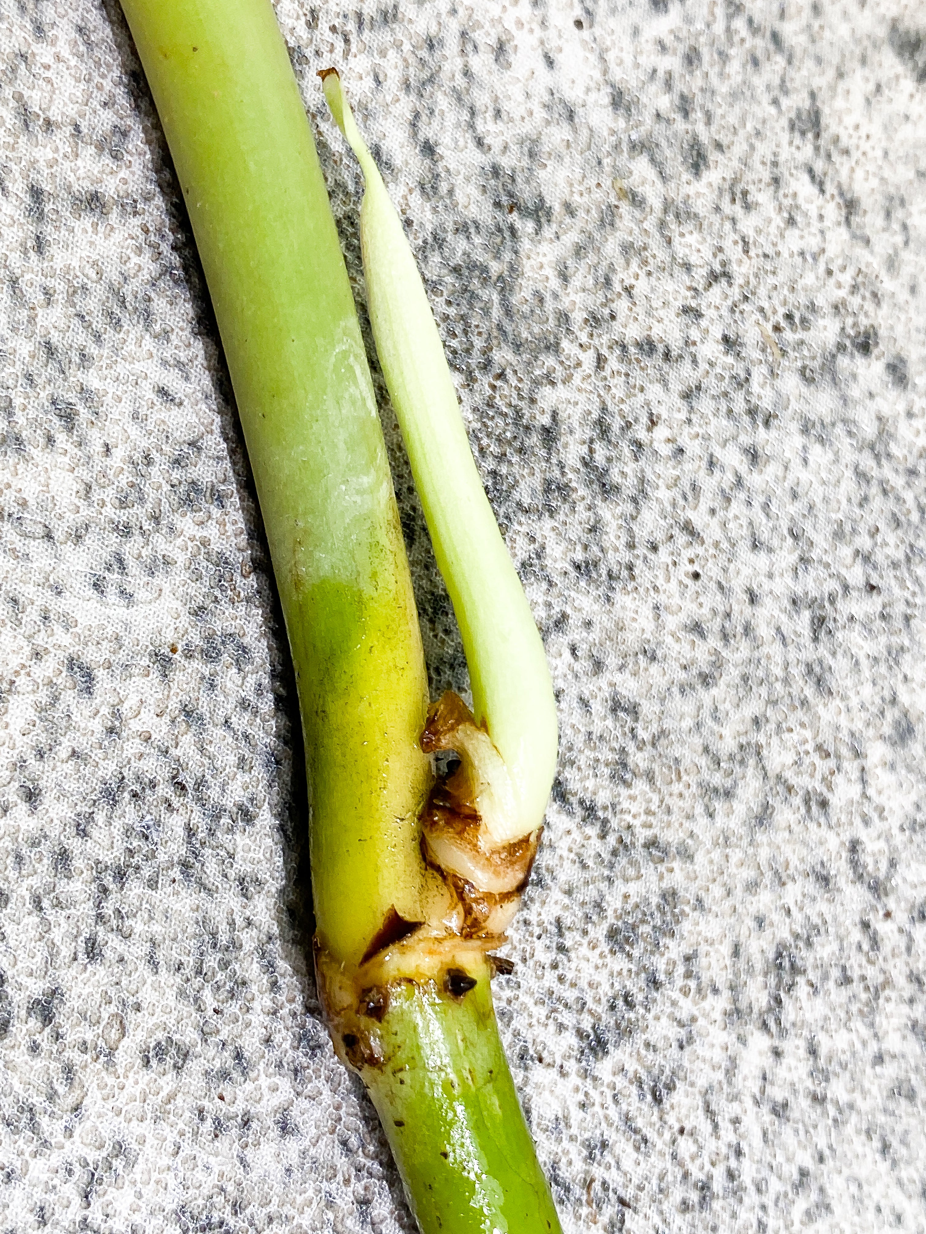 DO NOT BUY (Unauthorized order will be canceled) Philodendron Melanochrysum unrooted sprout
